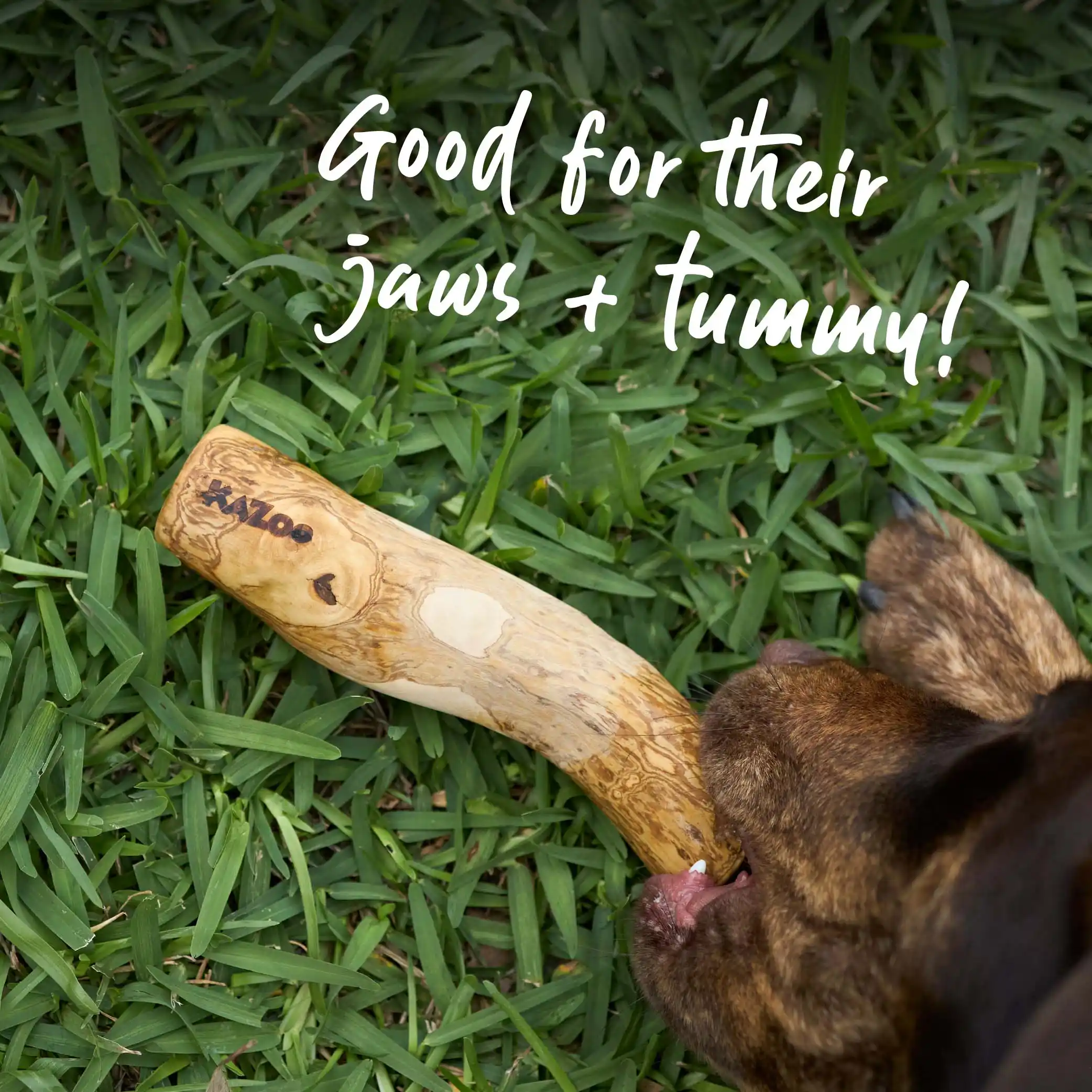 Coffee Wood Stick - Dog Dental Chew - Image 8