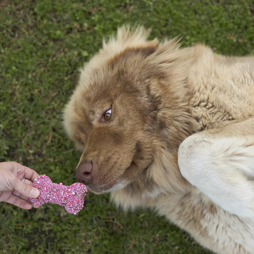 Dog Bone Biscuit - Pink - Image 5