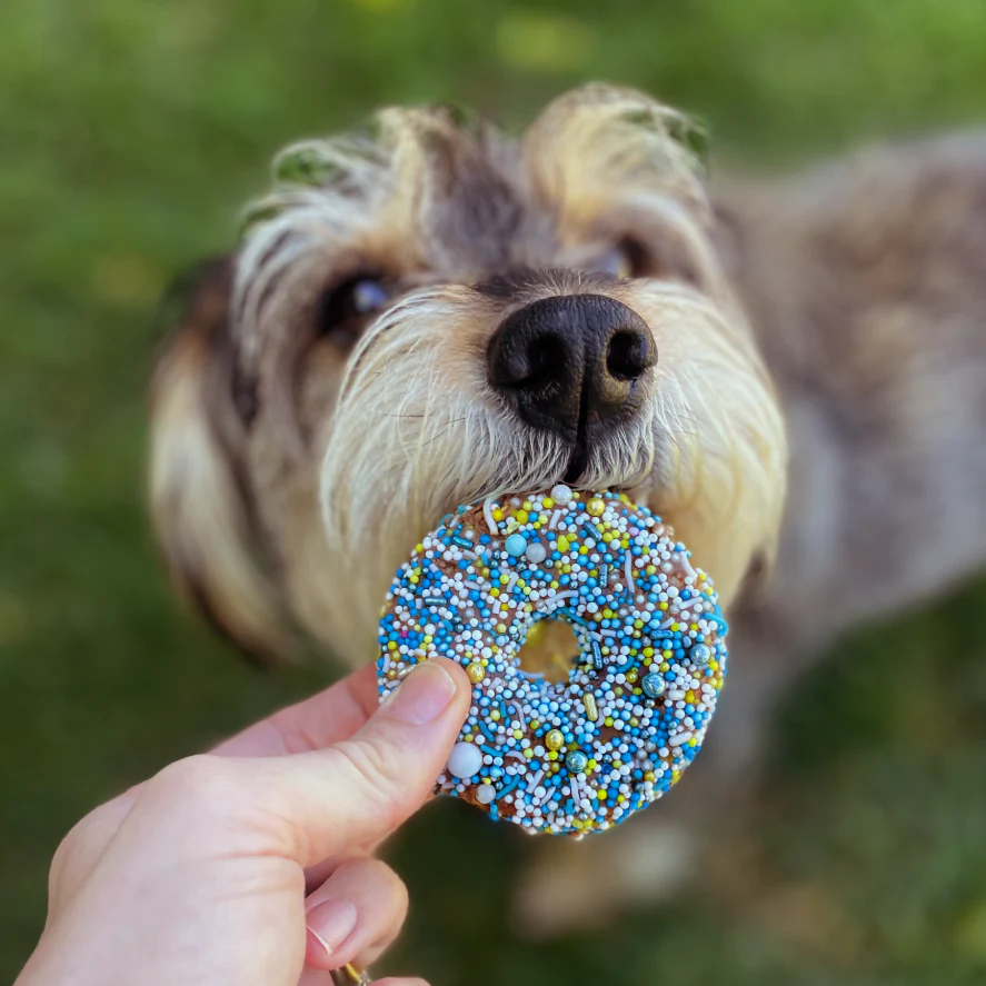 Dog Donut Biscuit - Blue - Image 7