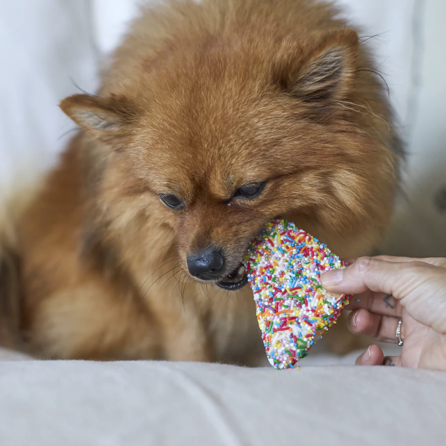 Dog Fairy Bread - Image 5