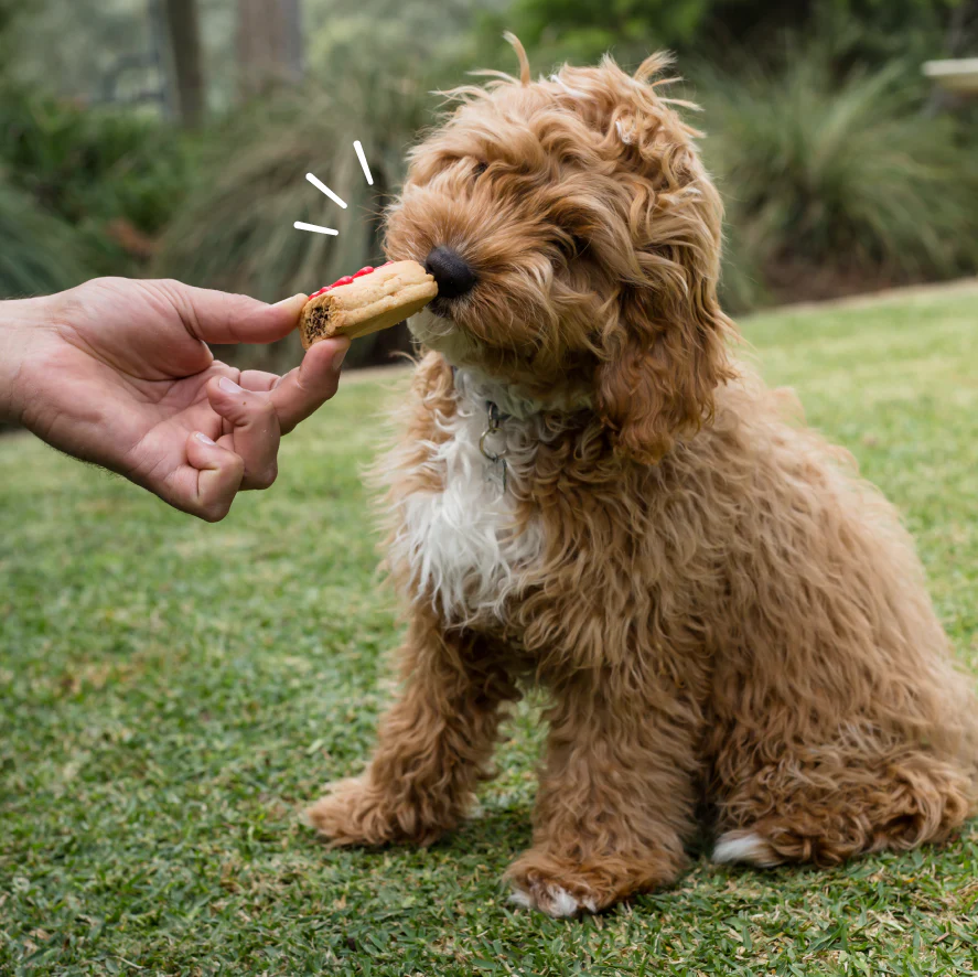 Dog Pawty Sausage Roll - Image 5