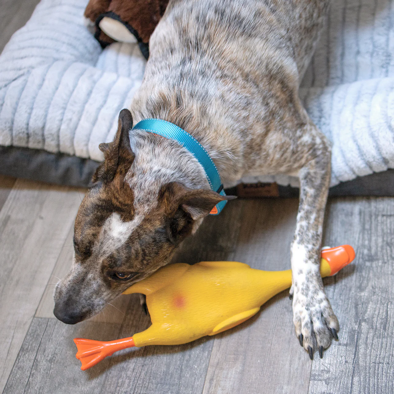 Dozy Duck Squeaky Dog Toy - Image 3