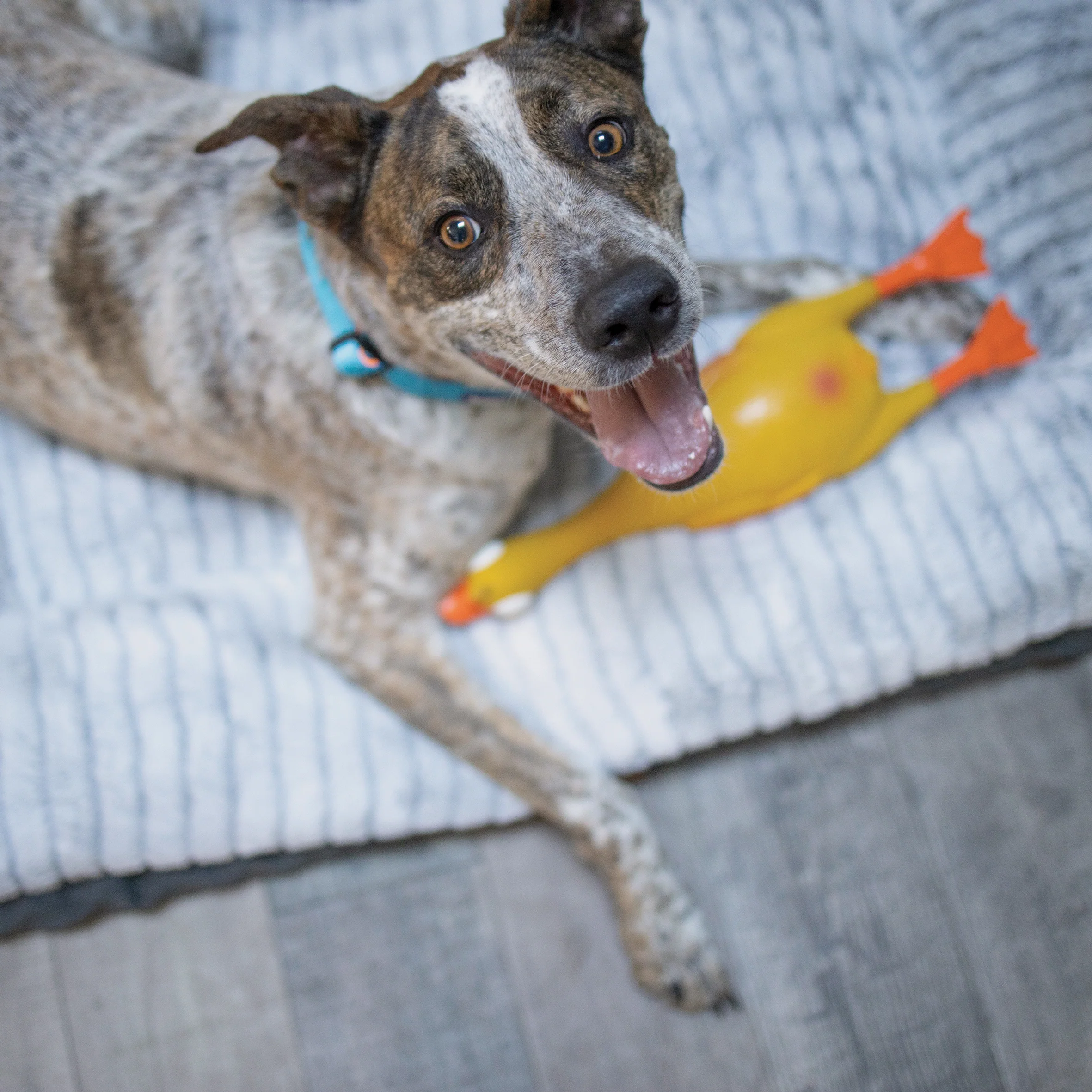 Dozy Duck Squeaky Dog Toy - Image 4