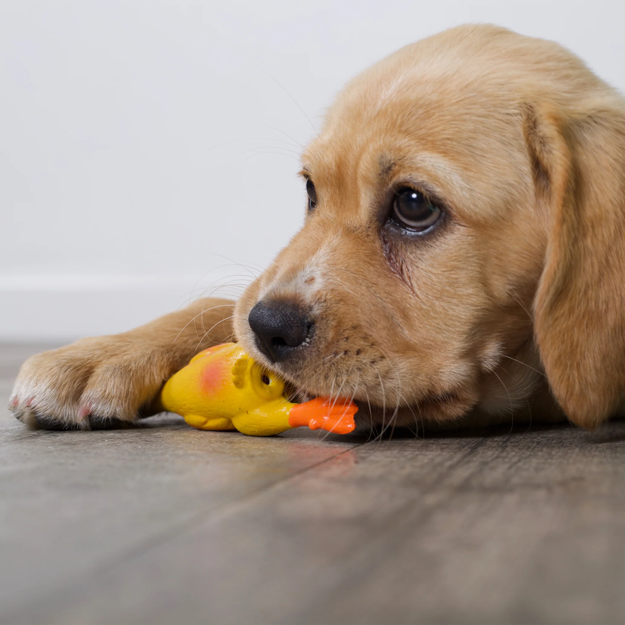 Dozy Duck Squeaky Dog Toy - Image 5