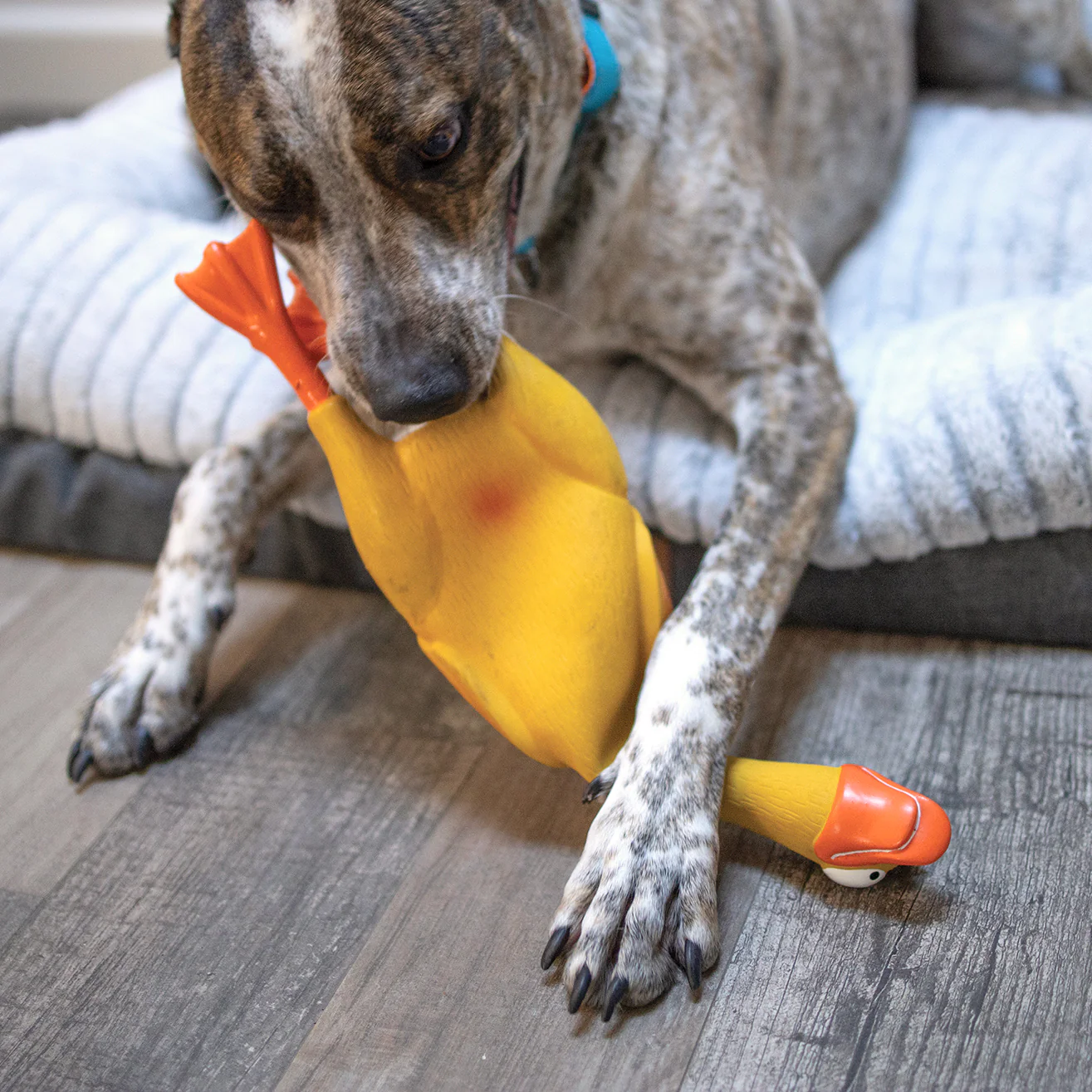 Dozy Duck Squeaky Dog Toy - Image 7