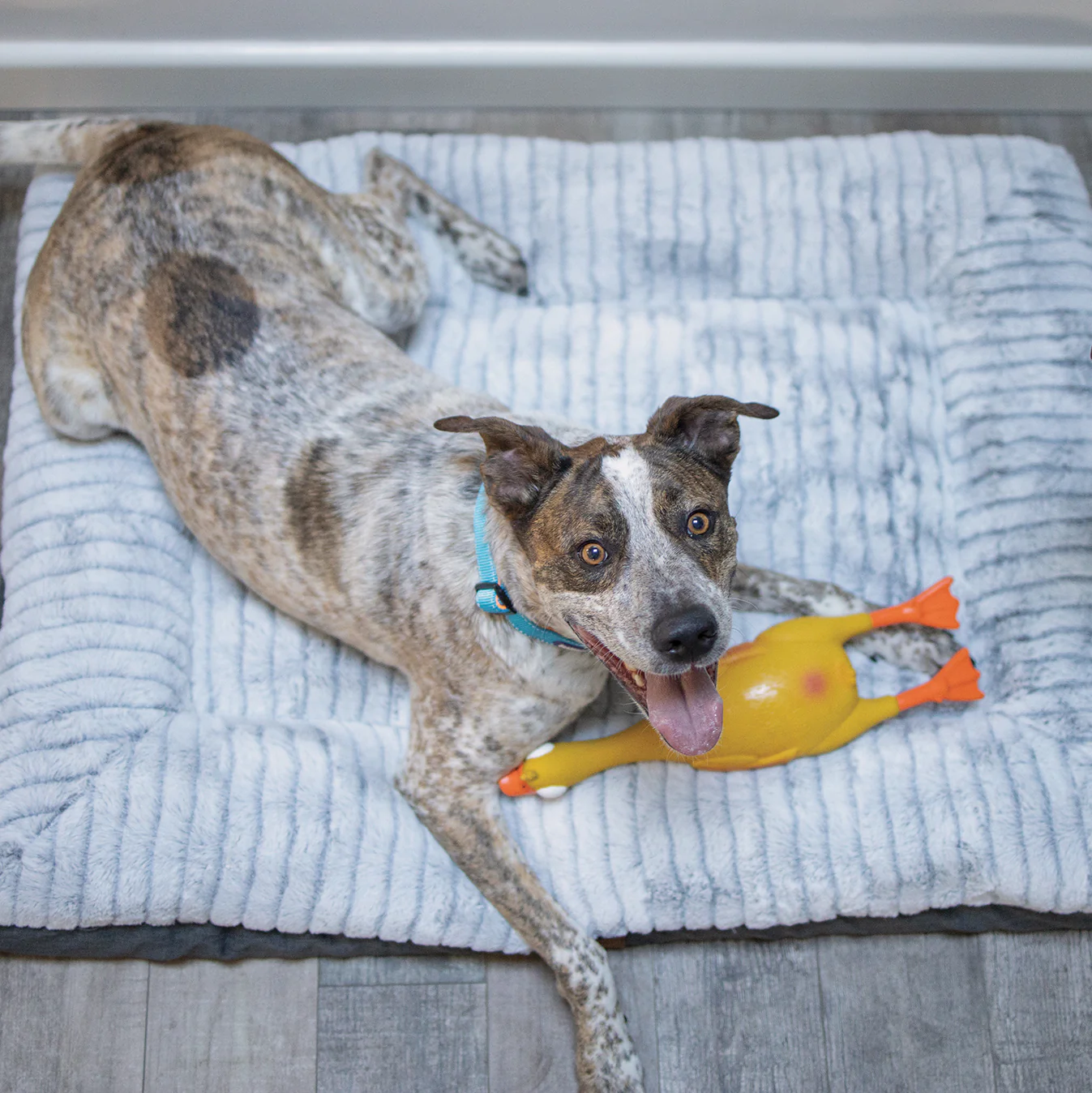 Dozy Duck Squeaky Dog Toy - Image 8