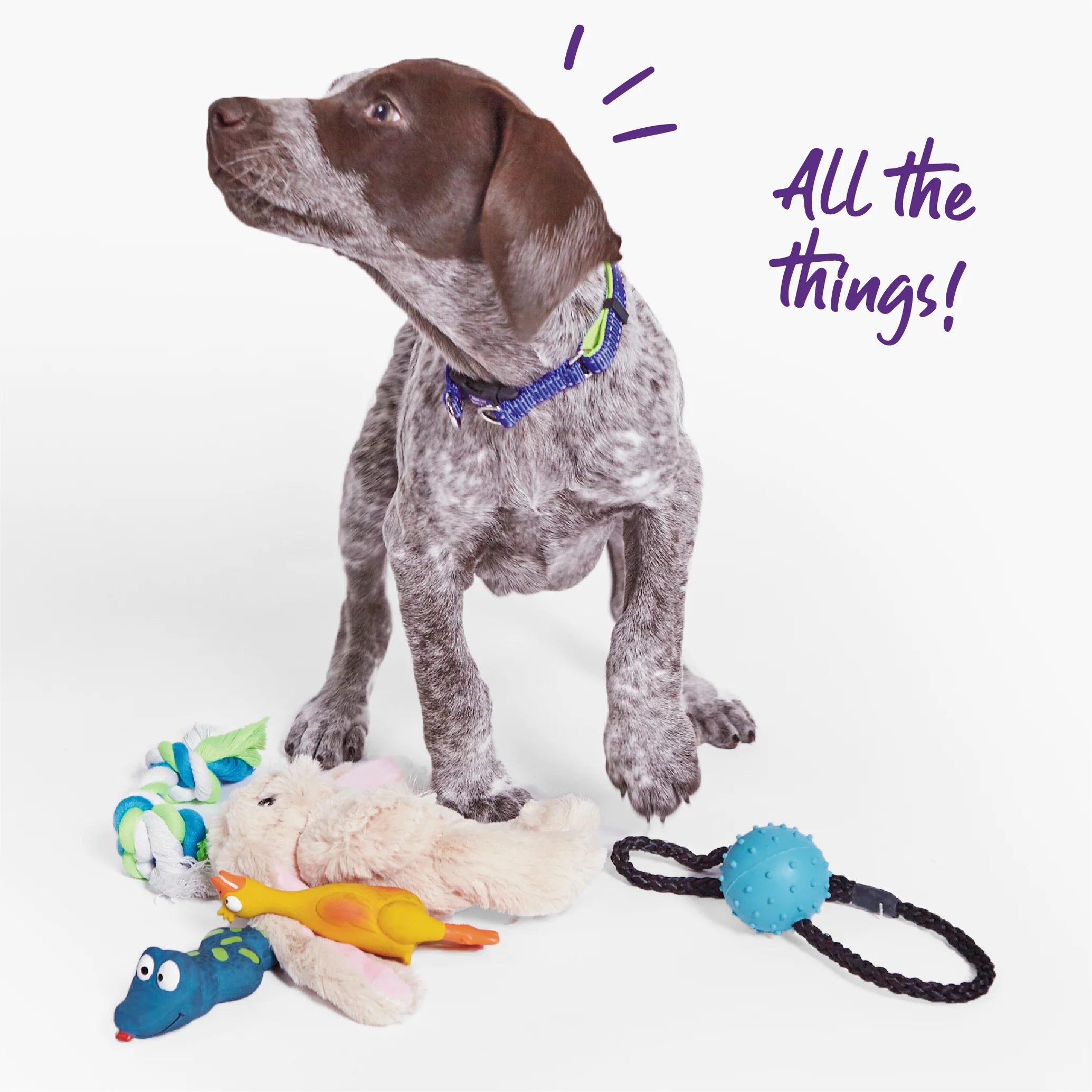Dozy Duck Squeaky Dog Toy - Image 9