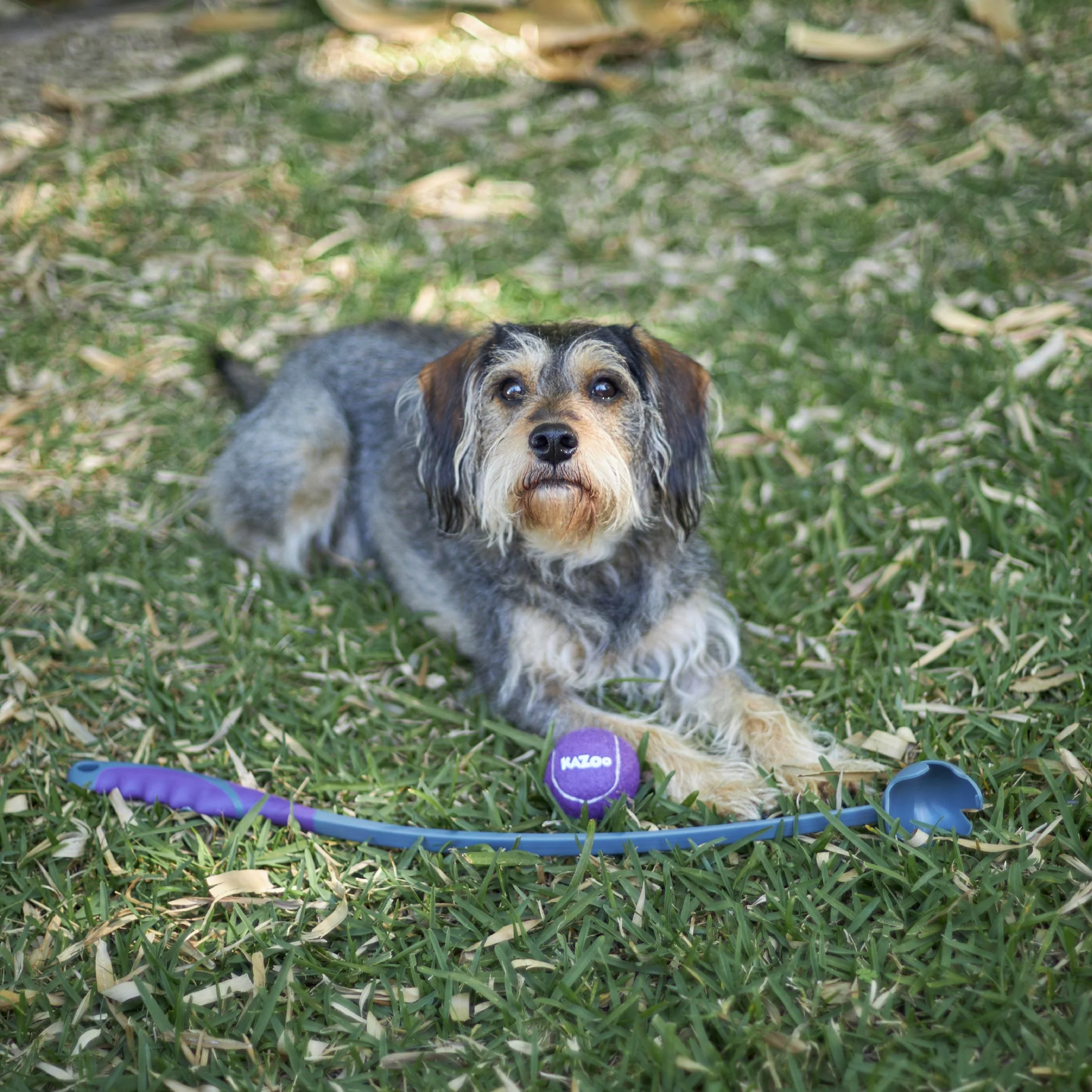 Eco-Friendly Ball Thrower Dog Toy - Image 10