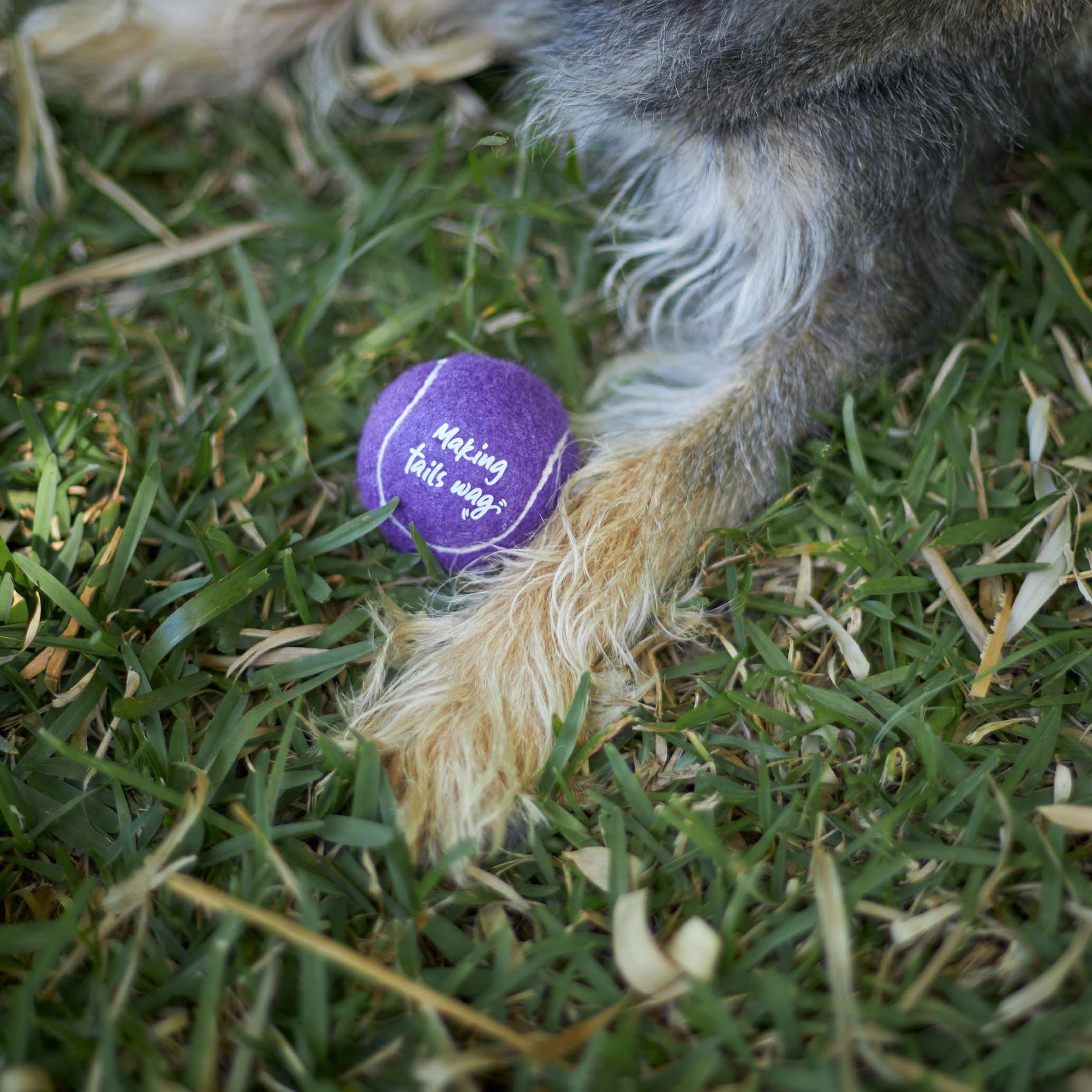 Eco-Friendly Ball Thrower Dog Toy - Image 3