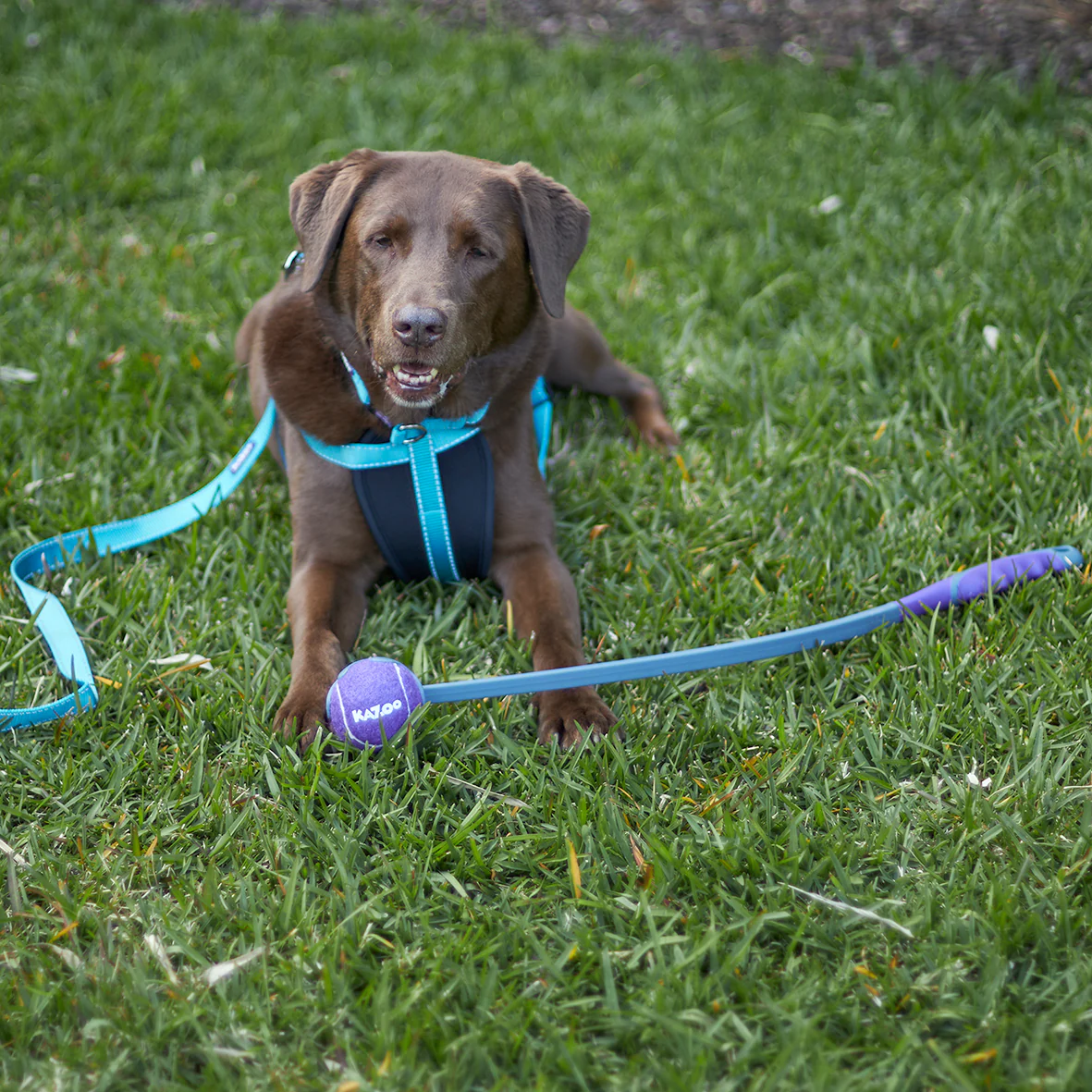Eco-Friendly Ball Thrower Dog Toy - Image 4