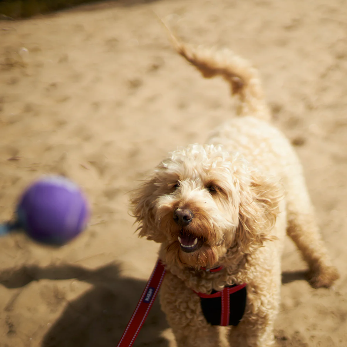 Eco-Friendly Ball Thrower Dog Toy - Image 5