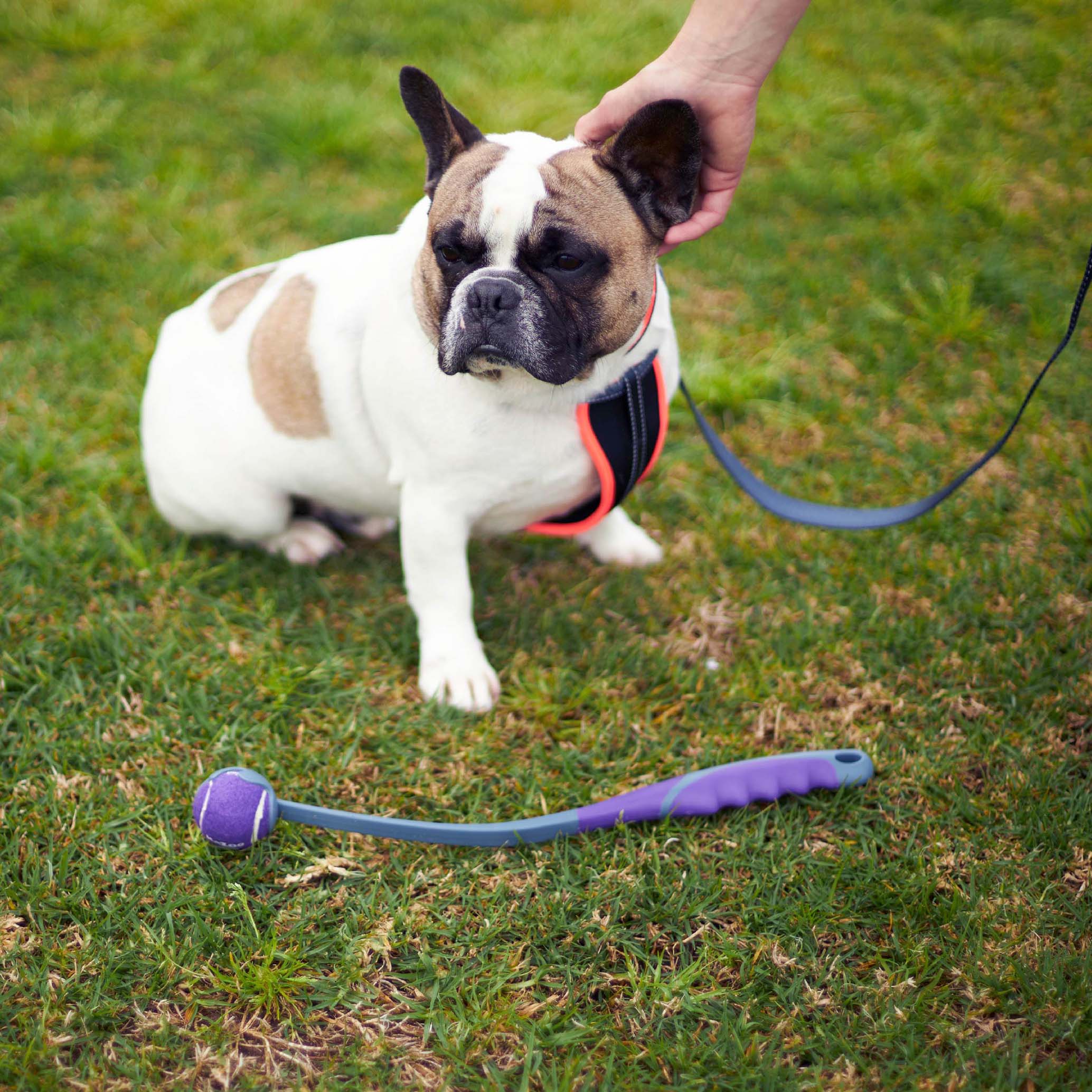 Eco-Friendly Ball Thrower Dog Toy - Image 6