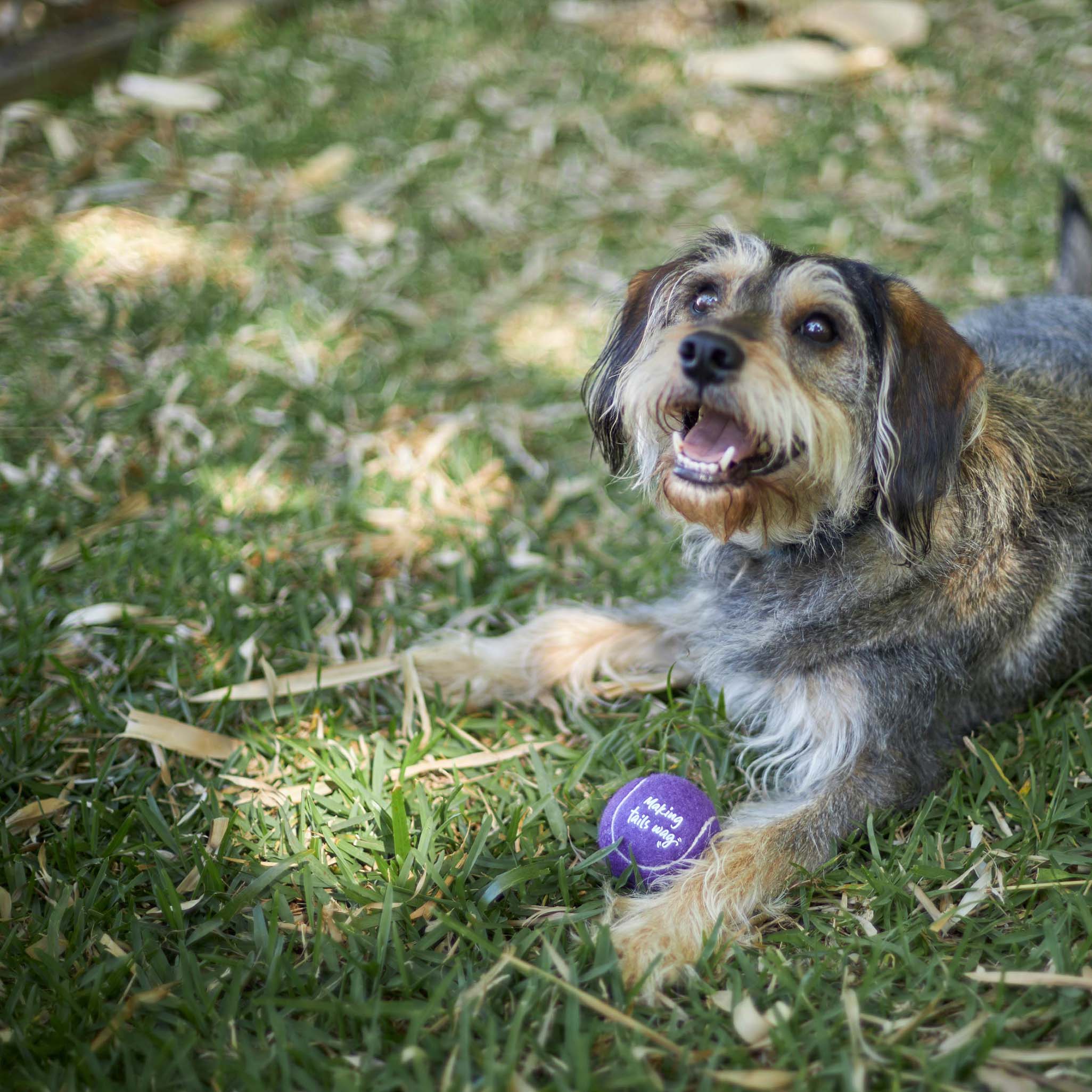 Eco-Friendly Ball Thrower Dog Toy - Image 8