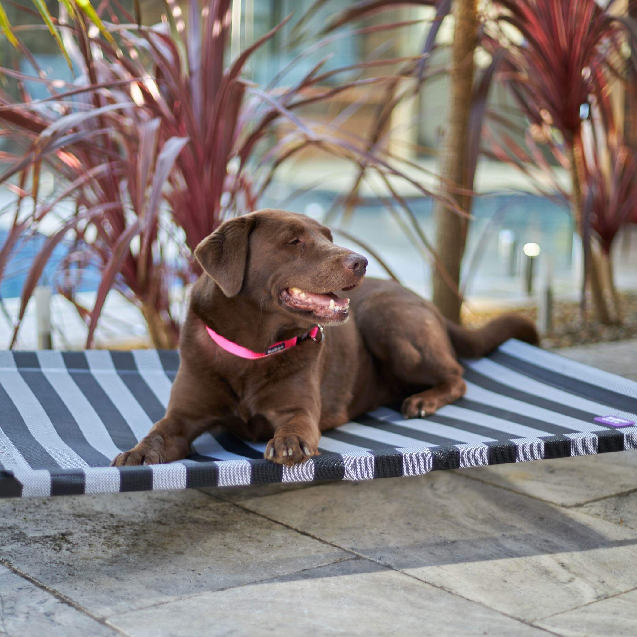 Everyday Outdoor Dog Bed - Black & White - Image 10