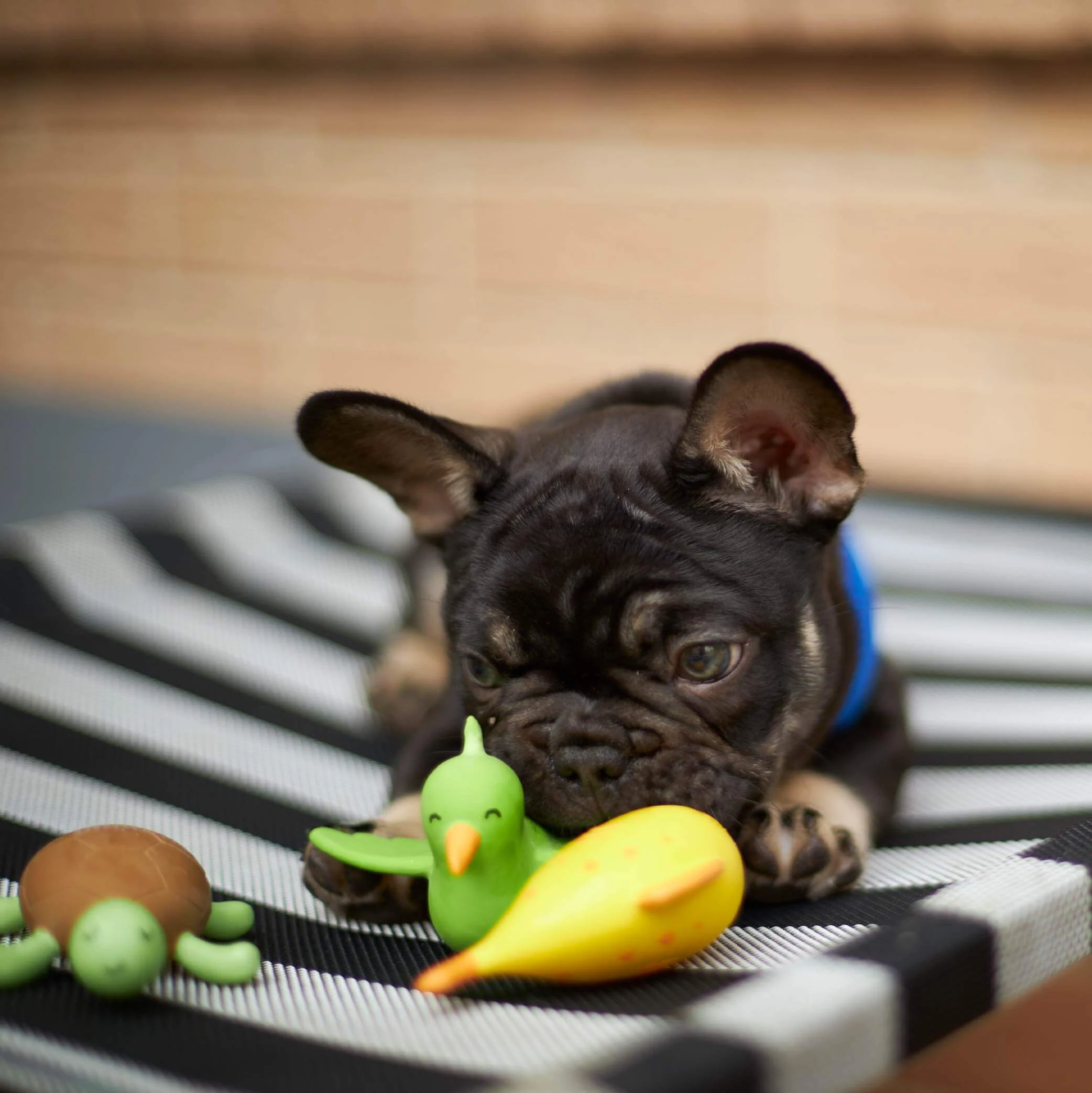 Everyday Outdoor Dog Bed - Black & White - Image 13
