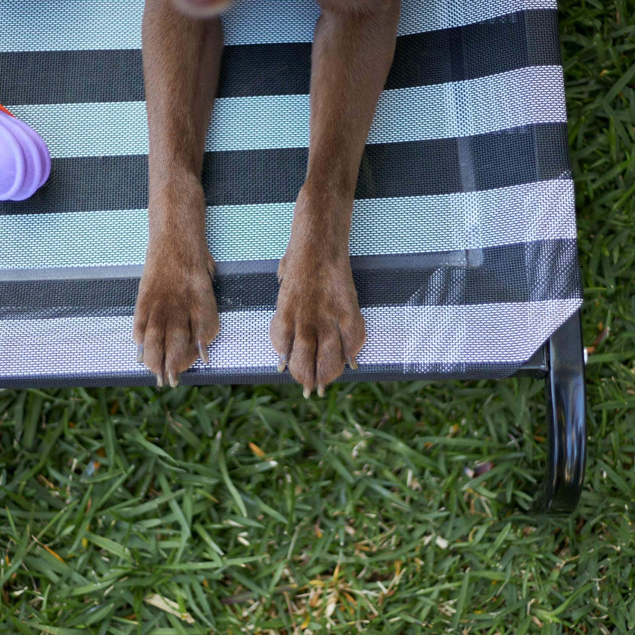 Everyday Outdoor Dog Bed - Black & White - Image 14
