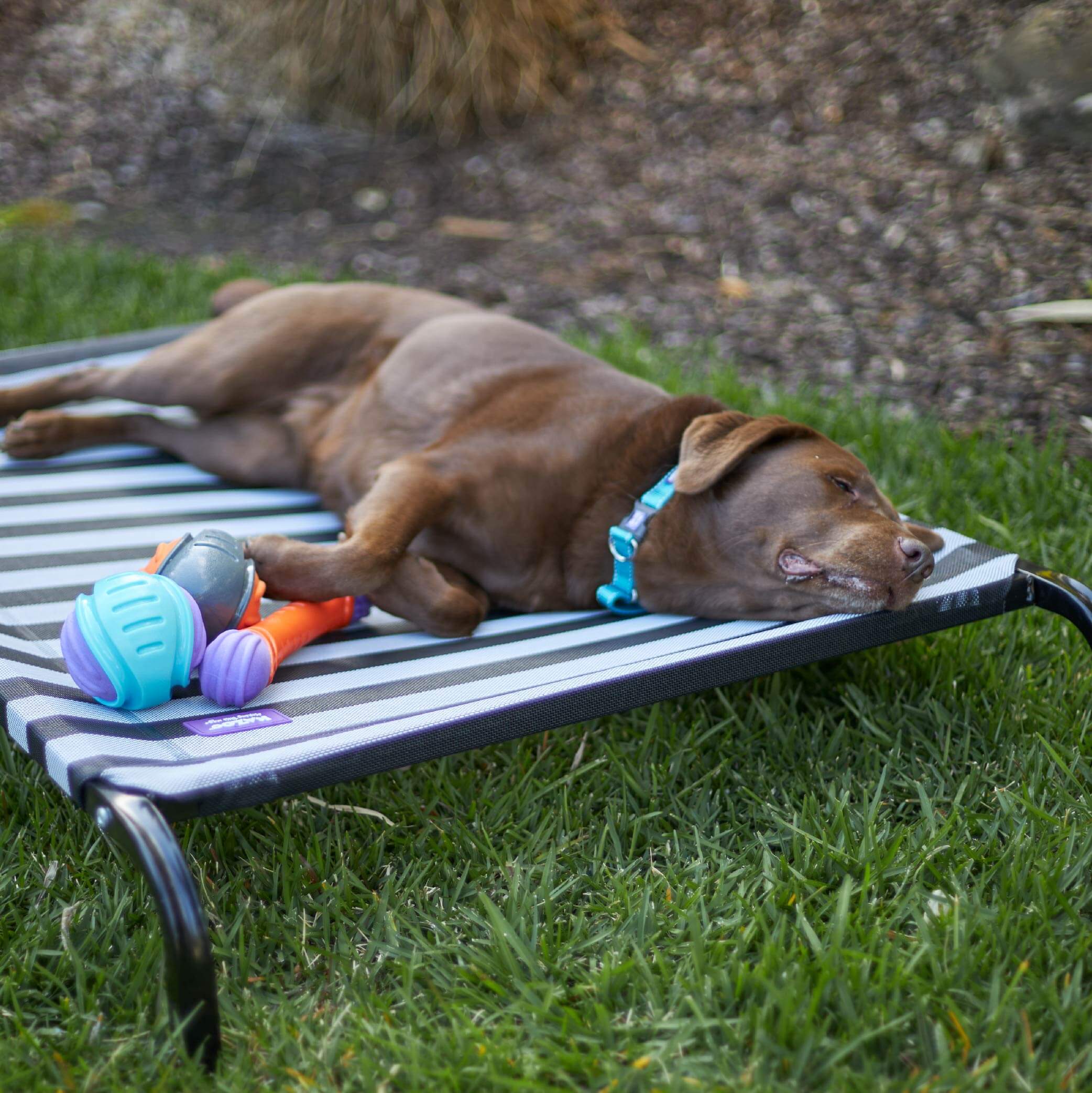 Everyday Outdoor Dog Bed - Black & White - Image 16