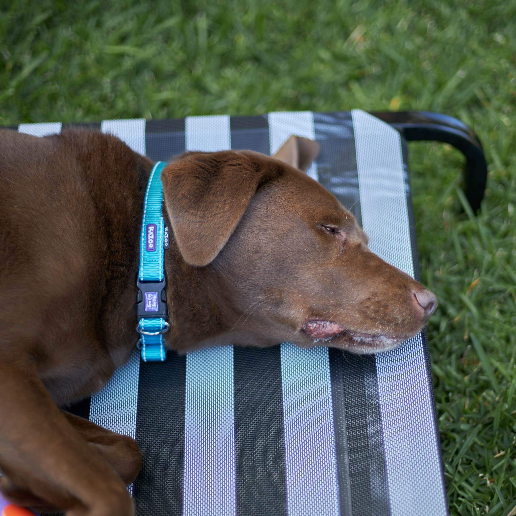 Everyday Outdoor Dog Bed - Black & White - Image 18