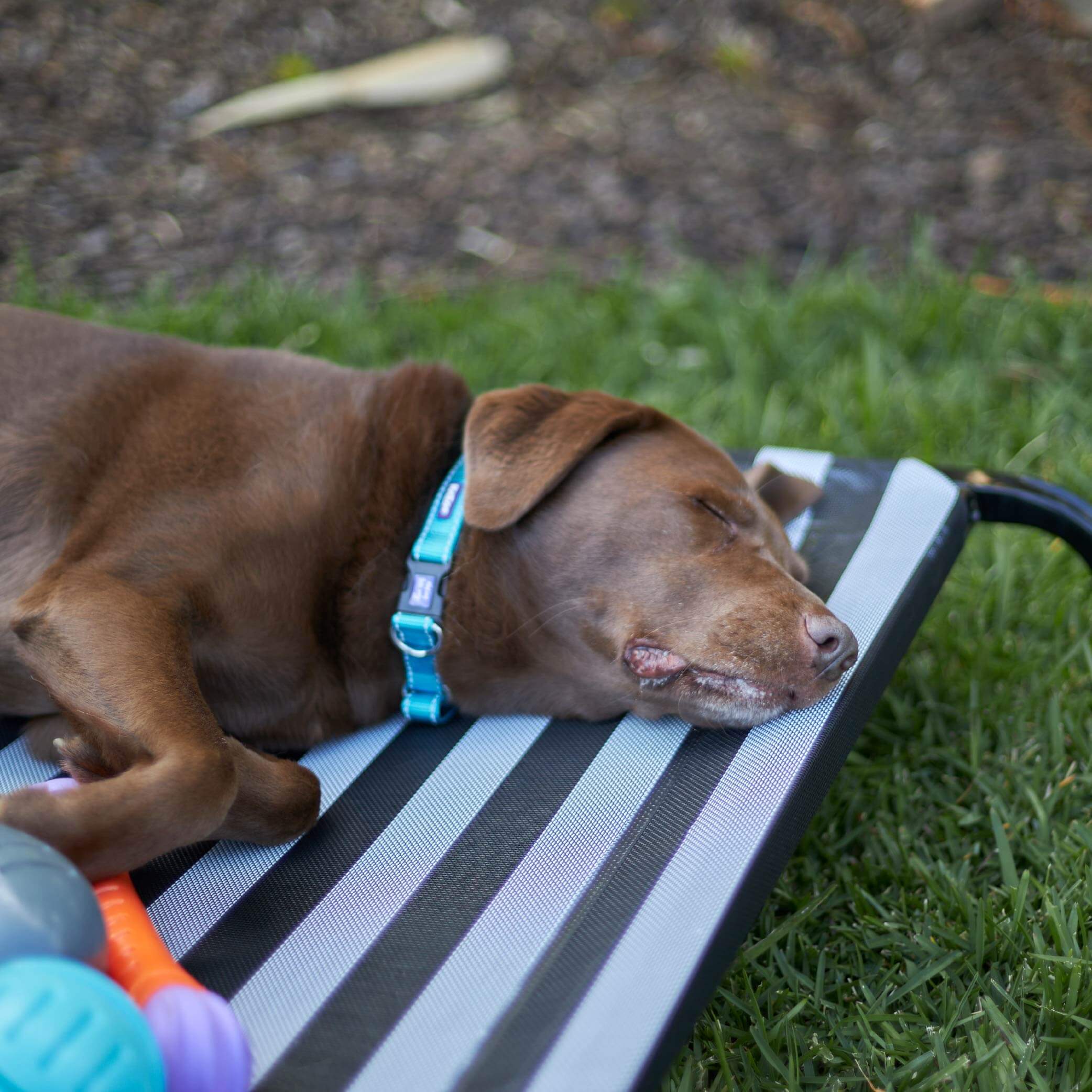 Everyday Outdoor Dog Bed - Black & White - Image 6