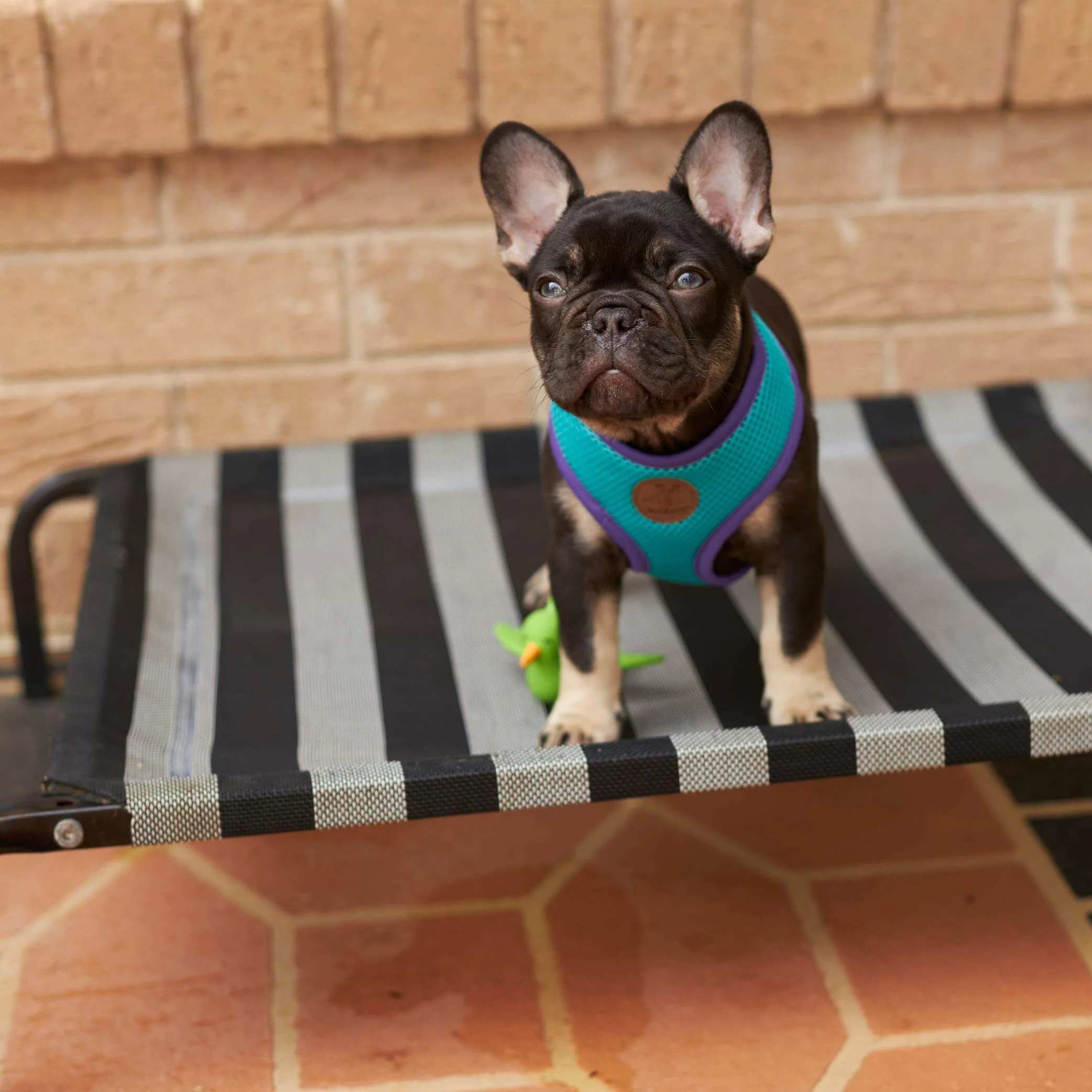 Everyday Outdoor Dog Bed - Black & White - Image 7
