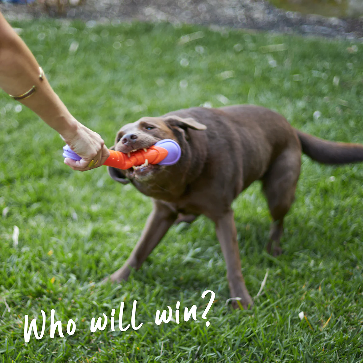 Extreme Play Dog Chew Stick - Large - Image 4