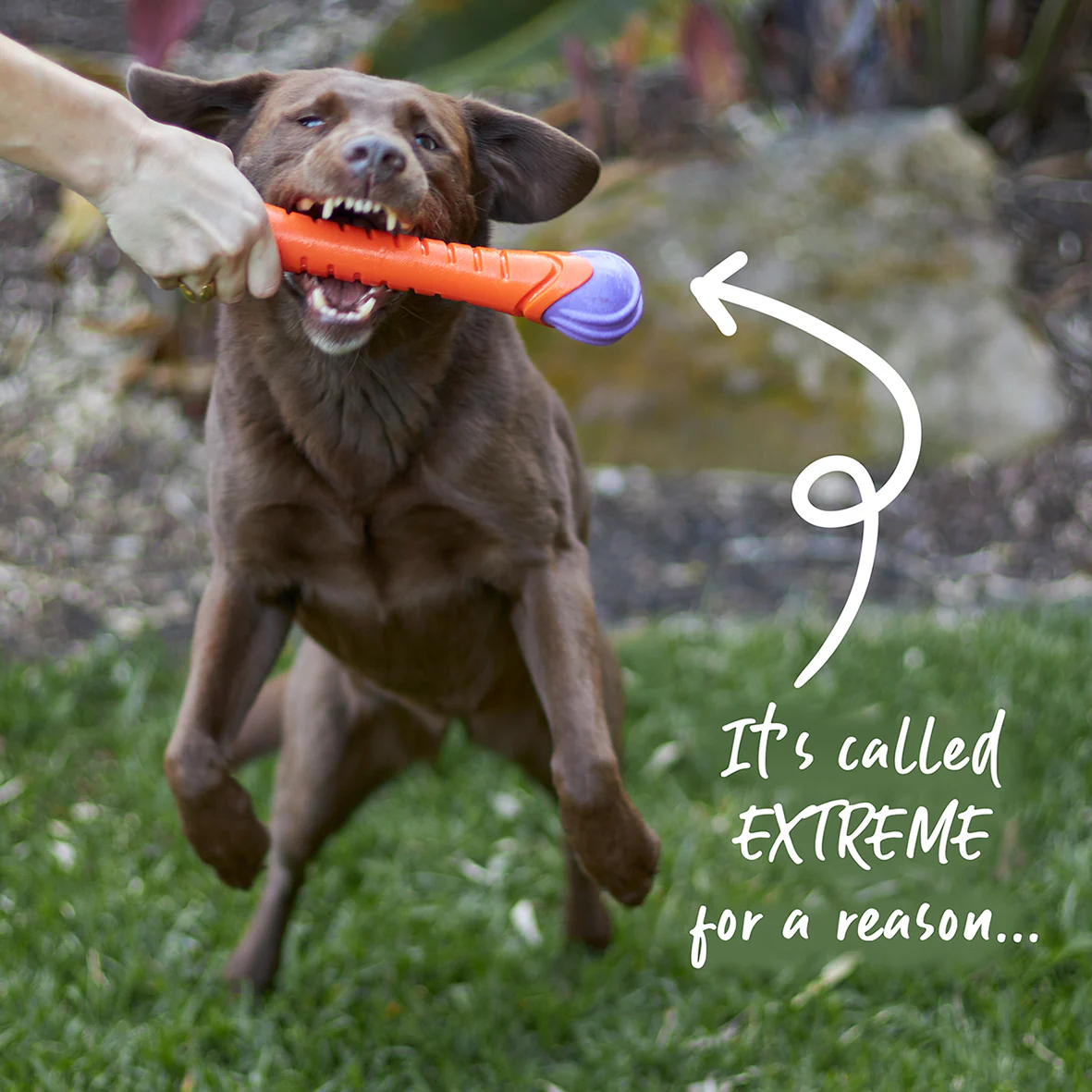 Extreme Play Dog Chew Stick - Large - Image 7