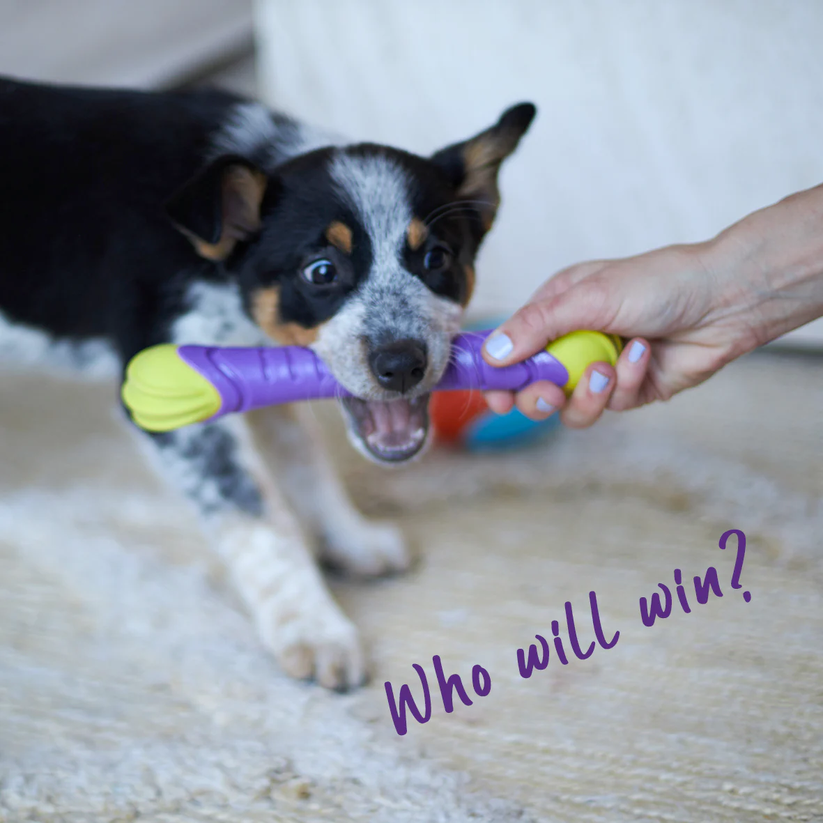 Extreme Play Dog Chew Stick - Medium - Image 6