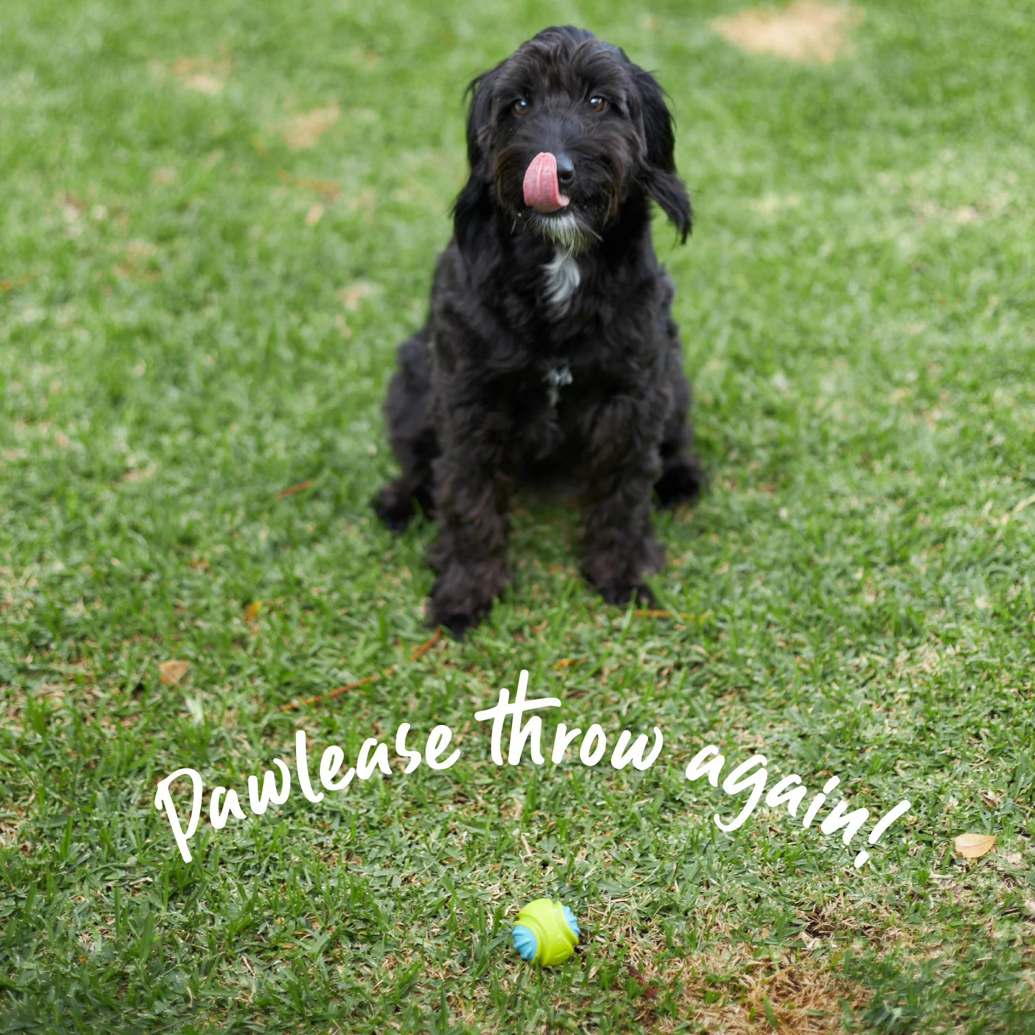Extreme Play Dog Duraball - Small - Image 3