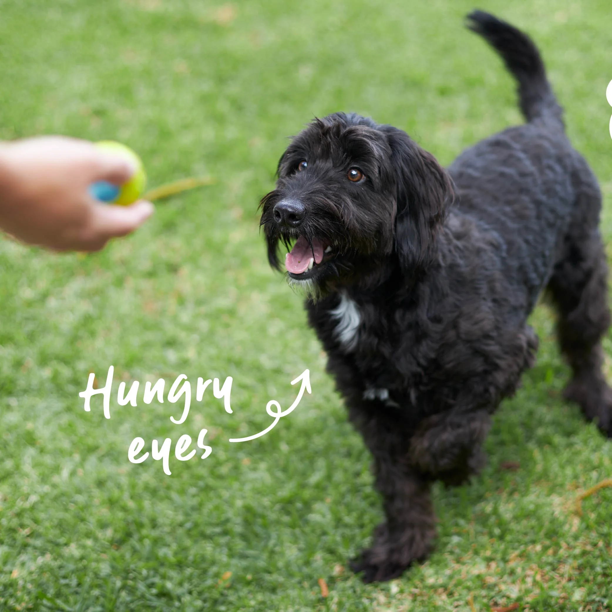 Extreme Play Dog Duraball - Small - Image 5