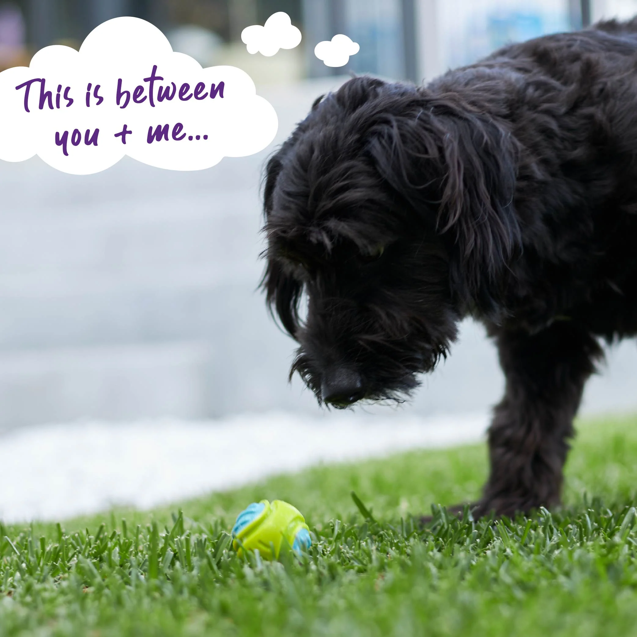 Extreme Play Dog Duraball - Small - Image 6