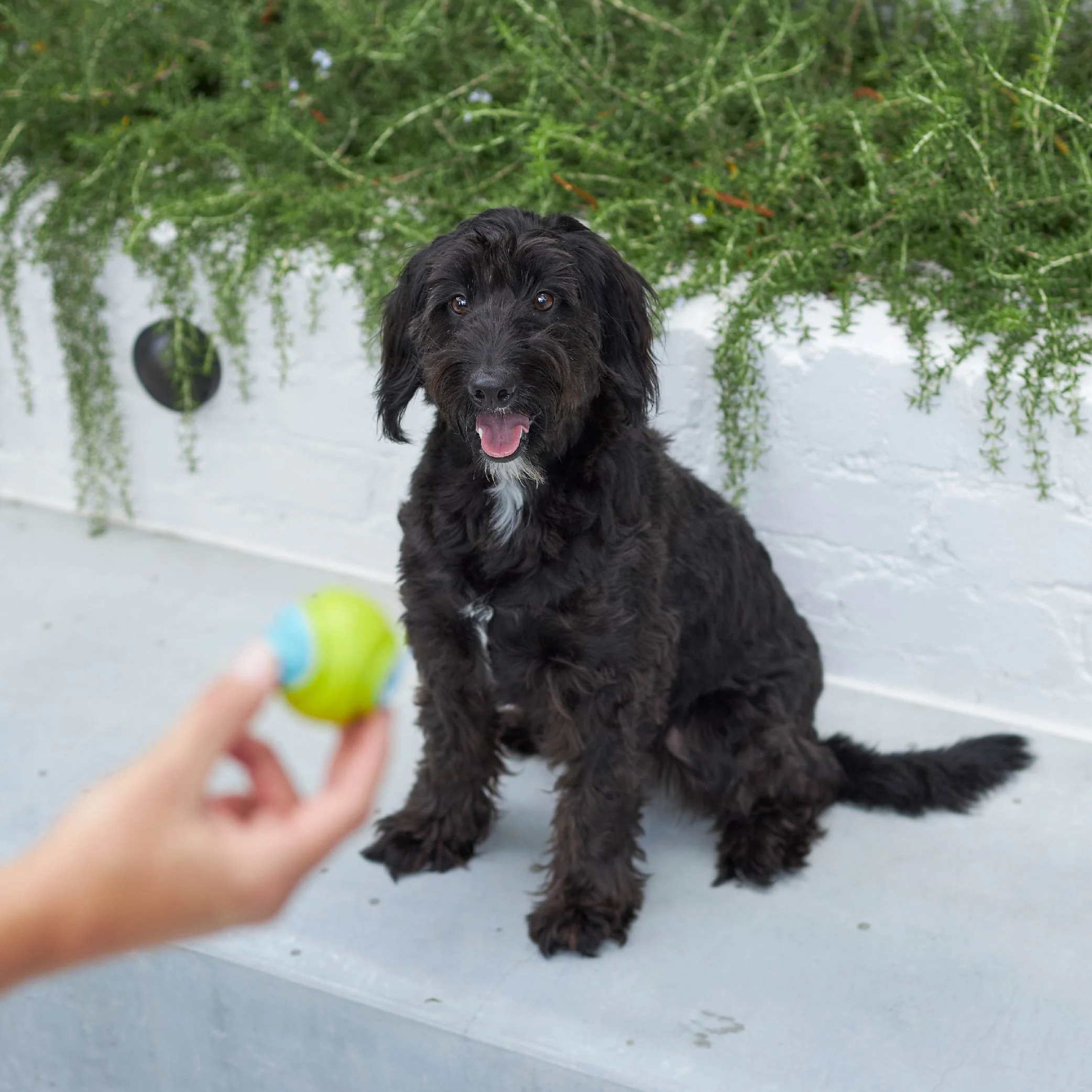 Extreme Play Dog Duraball - Small - Image 7