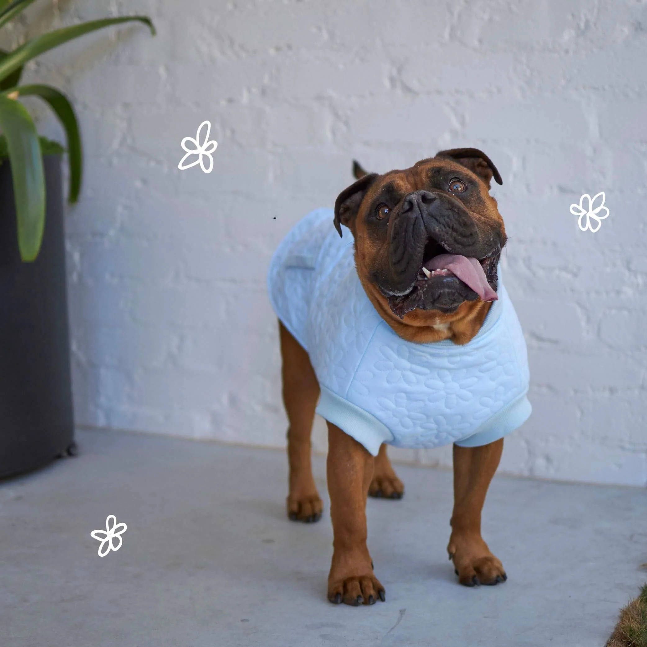 Flower Dog Jacket - Blue - Image 4