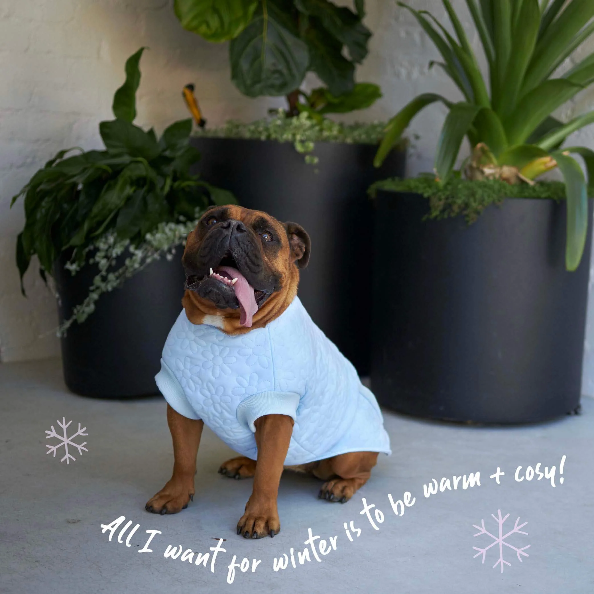 Flower Dog Jacket - Blue - Image 6