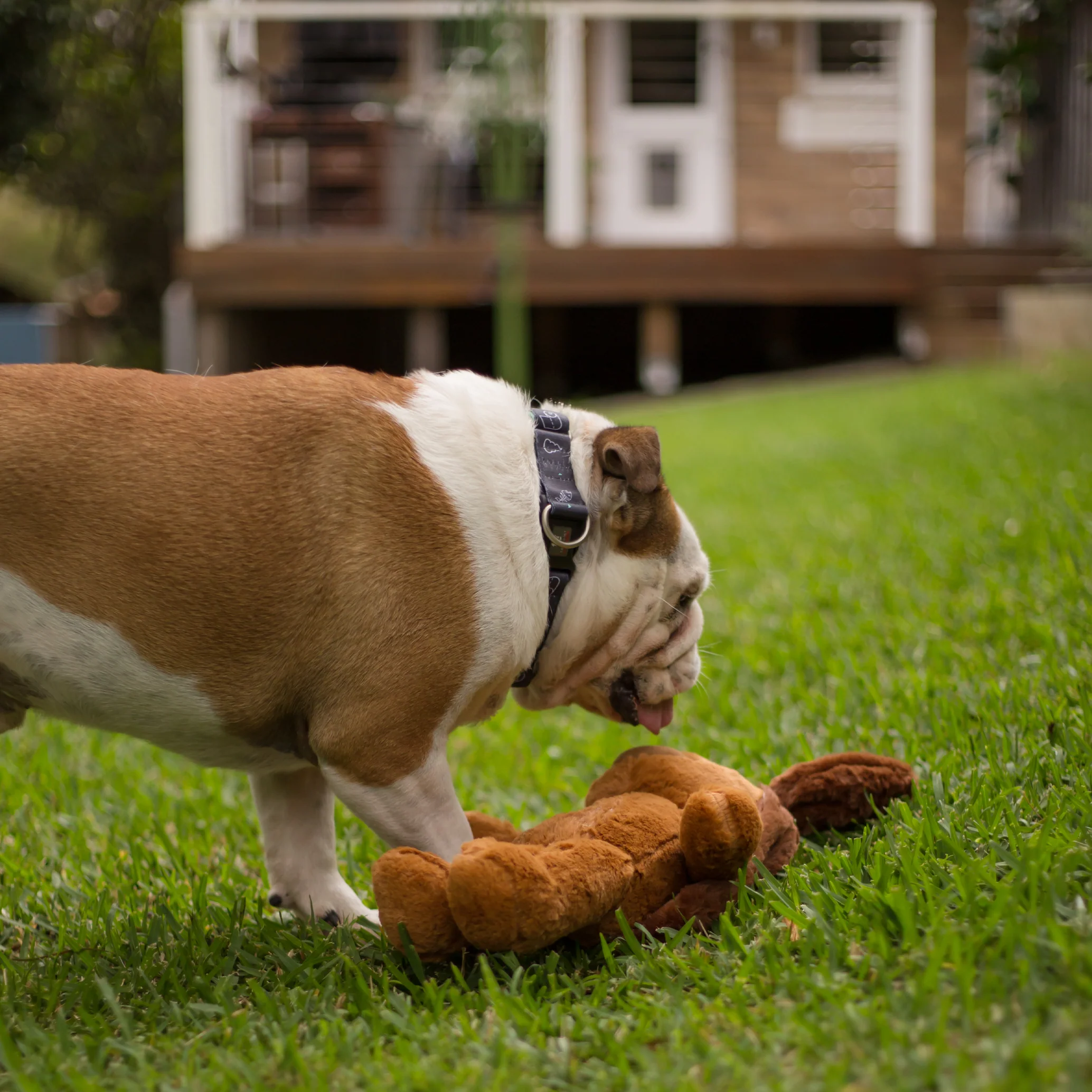 Furries - Long Ear Dog - Image 3