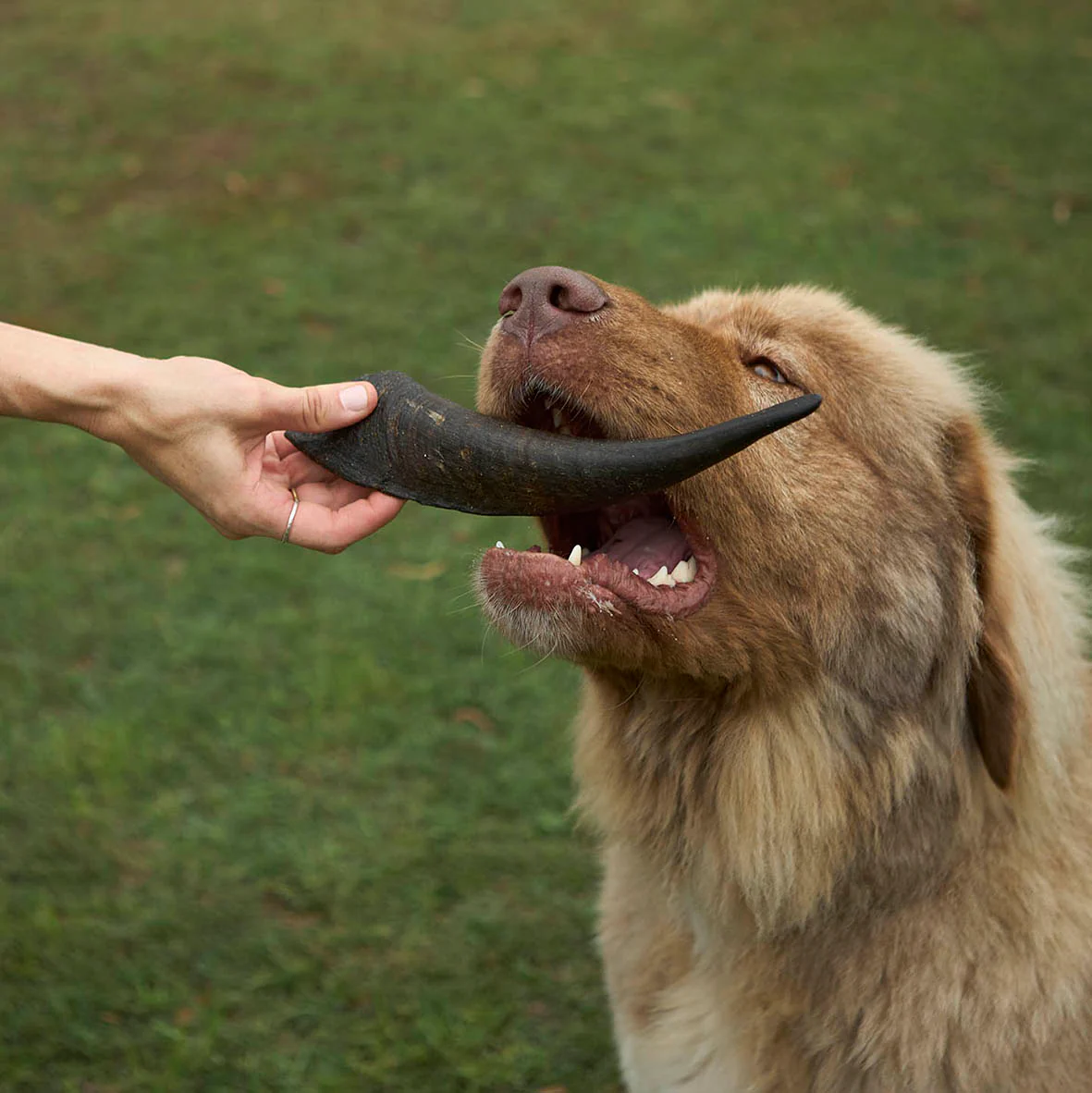 Aussie Goat Horn Dog Treat - Image 2