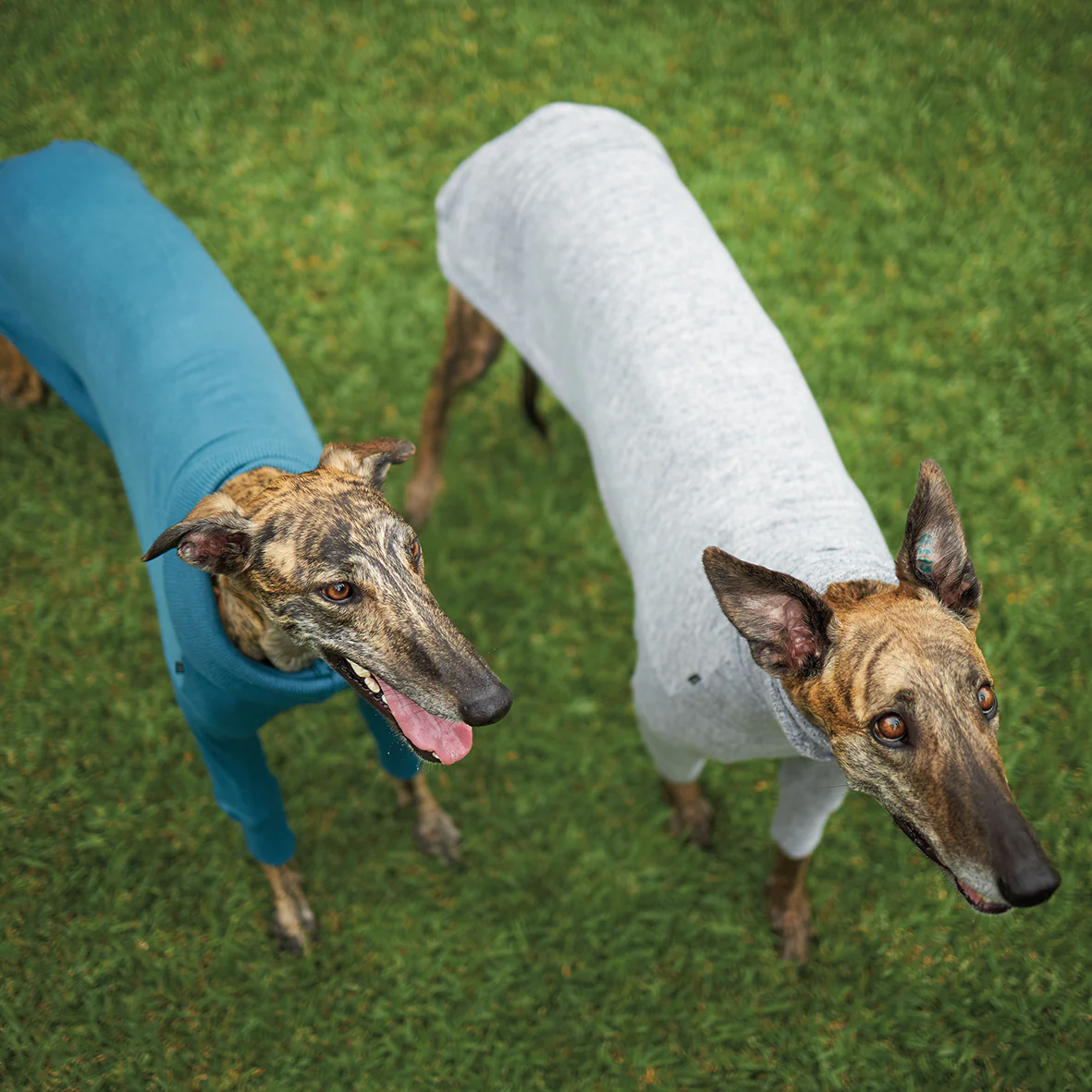 Greyhound Softie Jumper - Grey - Image 5