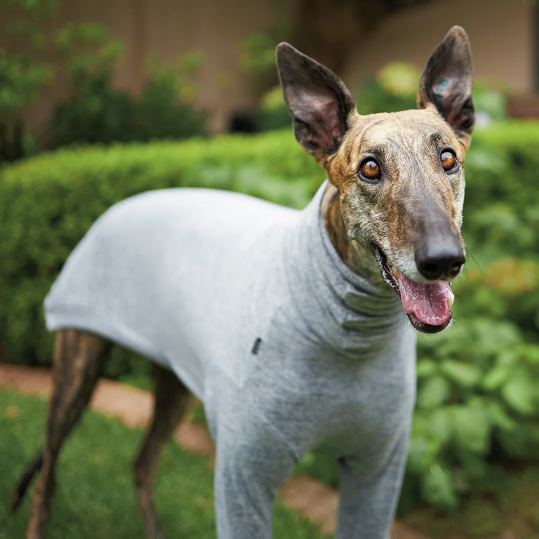Greyhound Softie Jumper - Grey - Image 9