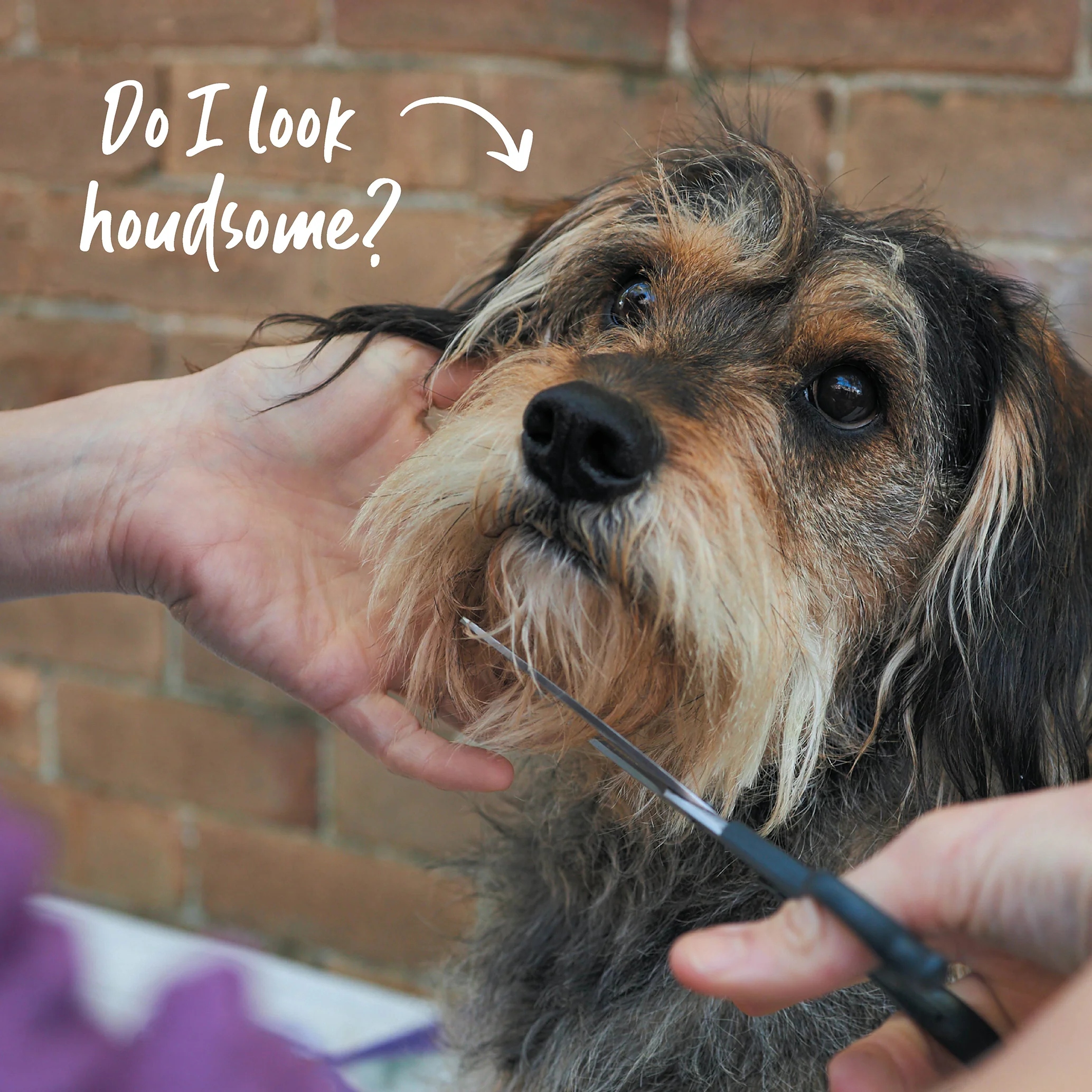 Grooming Scissors - Image 10