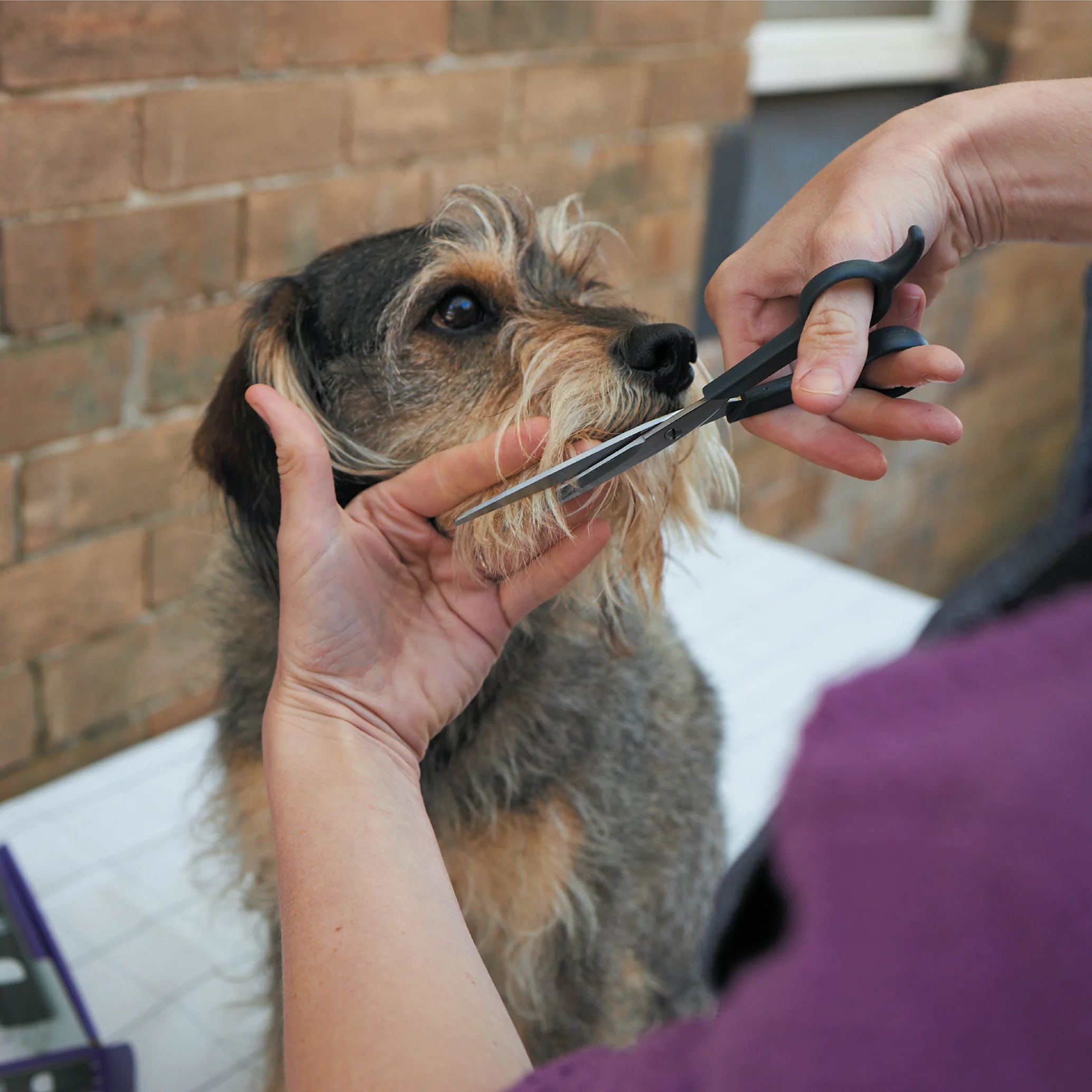 Grooming Scissors - Image 4