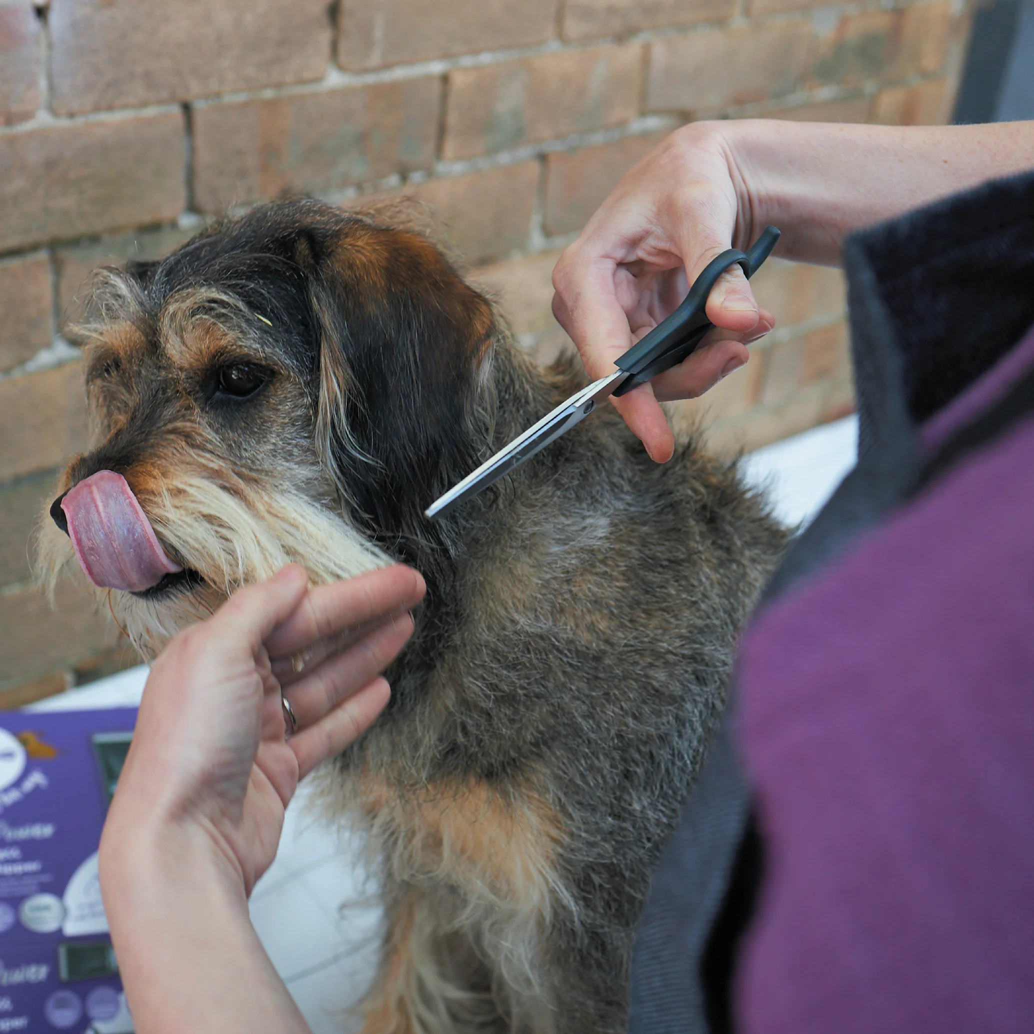 Grooming Scissors - Image 6