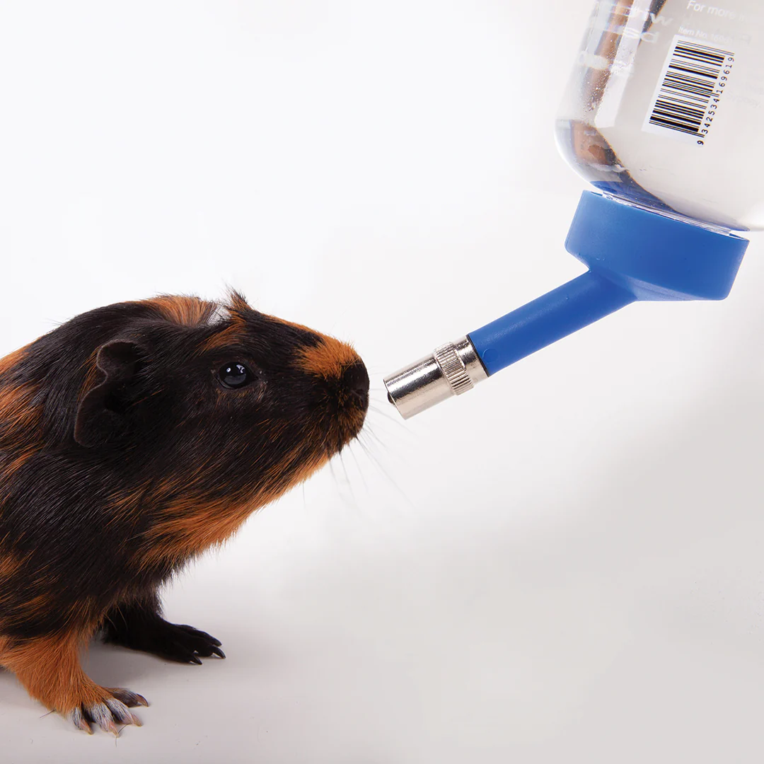 Guinea Pig Drinking Bottle - 250ml - Image 2