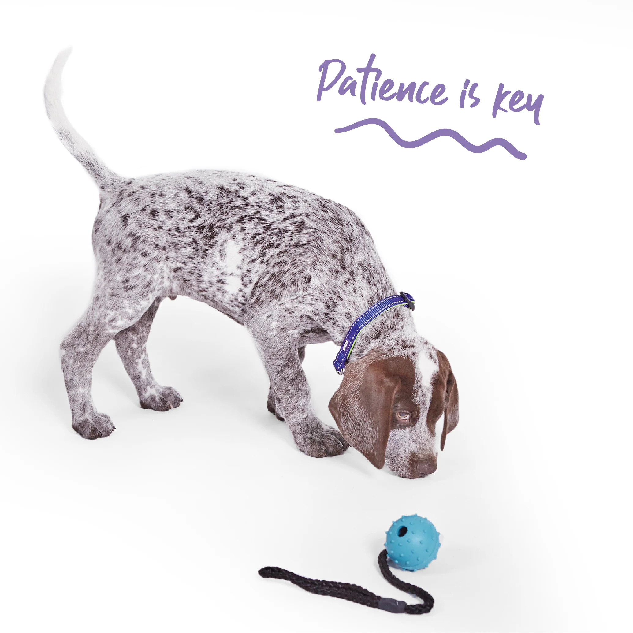 Healthy Gums Sling Ball Dog Toy - Image 5