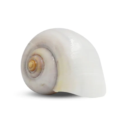 Hermit Crab Coloured Shells - Image 11