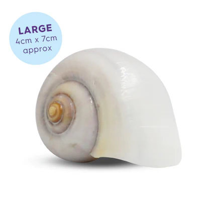 Hermit Crab Shell - Natural - Image 5
