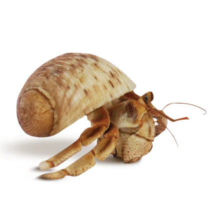 Hermit Crab Shell - Natural - Image 7