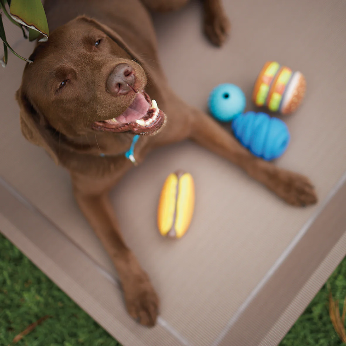 Hide N Treat Dog Ball - Image 4