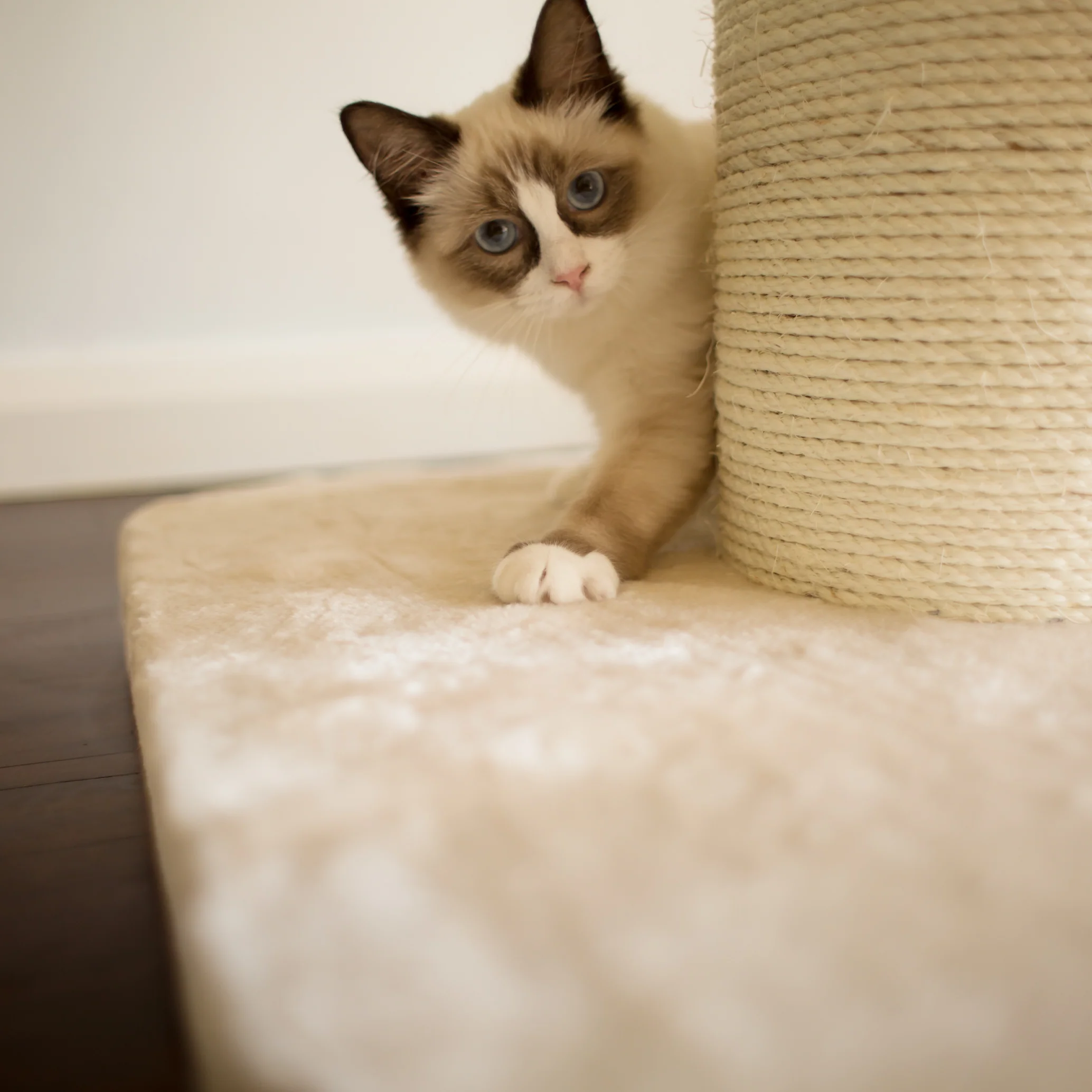 High Bed Cat Scratch Post - Cream Plush - Image 6