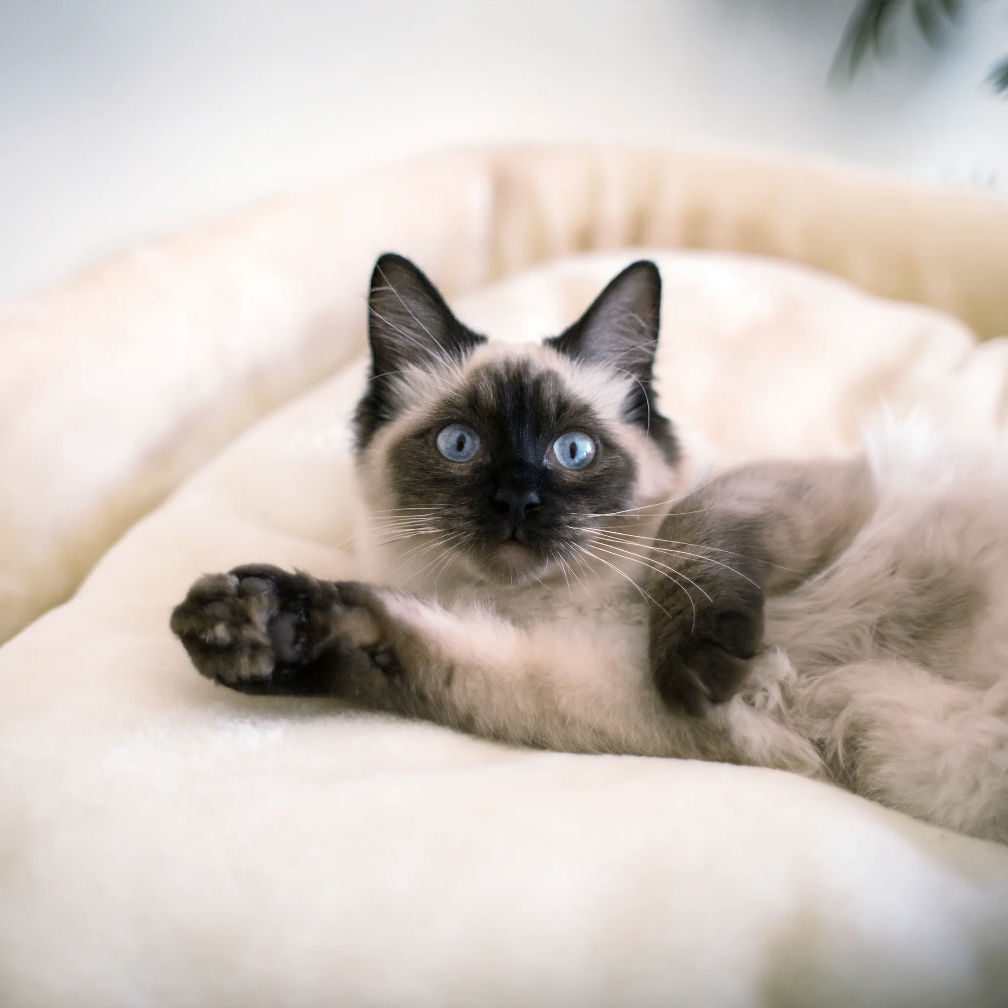 High Bed Cat Scratch Post - Cream Plush - Image 7