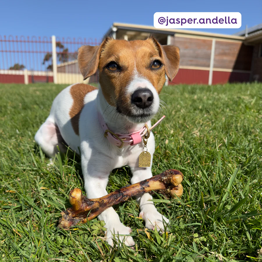 Aussie Kangaroo Shin Bone Dog Treat - Image 3
