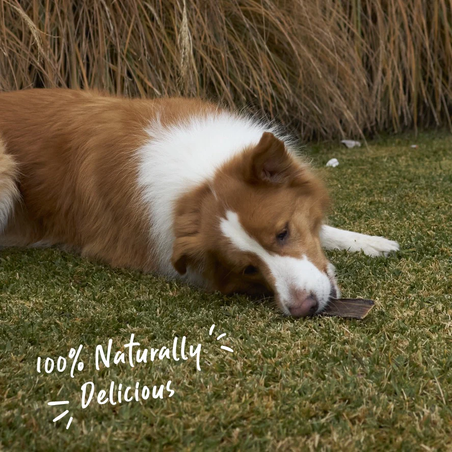 Aussie Kangaroo Steak Strips Dog Treat - Image 10